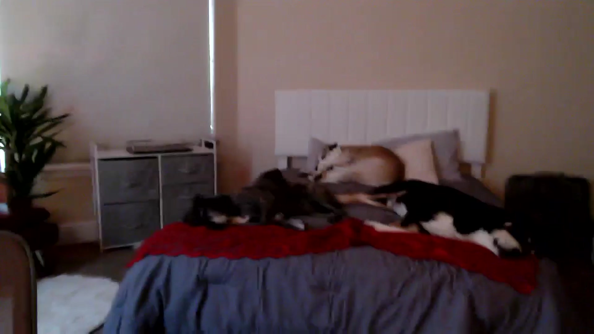 Gallery image thumbnail from HeidiKlumsy's myfreecams stream on, 01/27/2026, 23:17 image 18 of 20