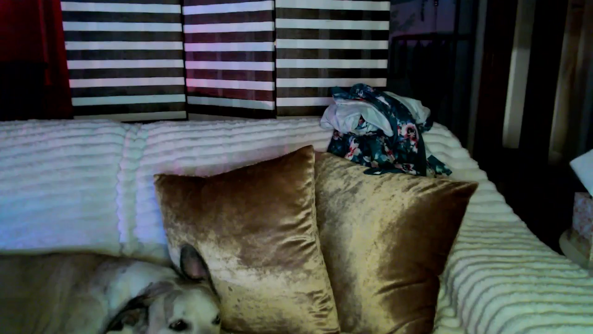 Gallery image thumbnail from HeidiKlumsy's myfreecams stream on, 04/01/2026, 05:27 image 17 of 20