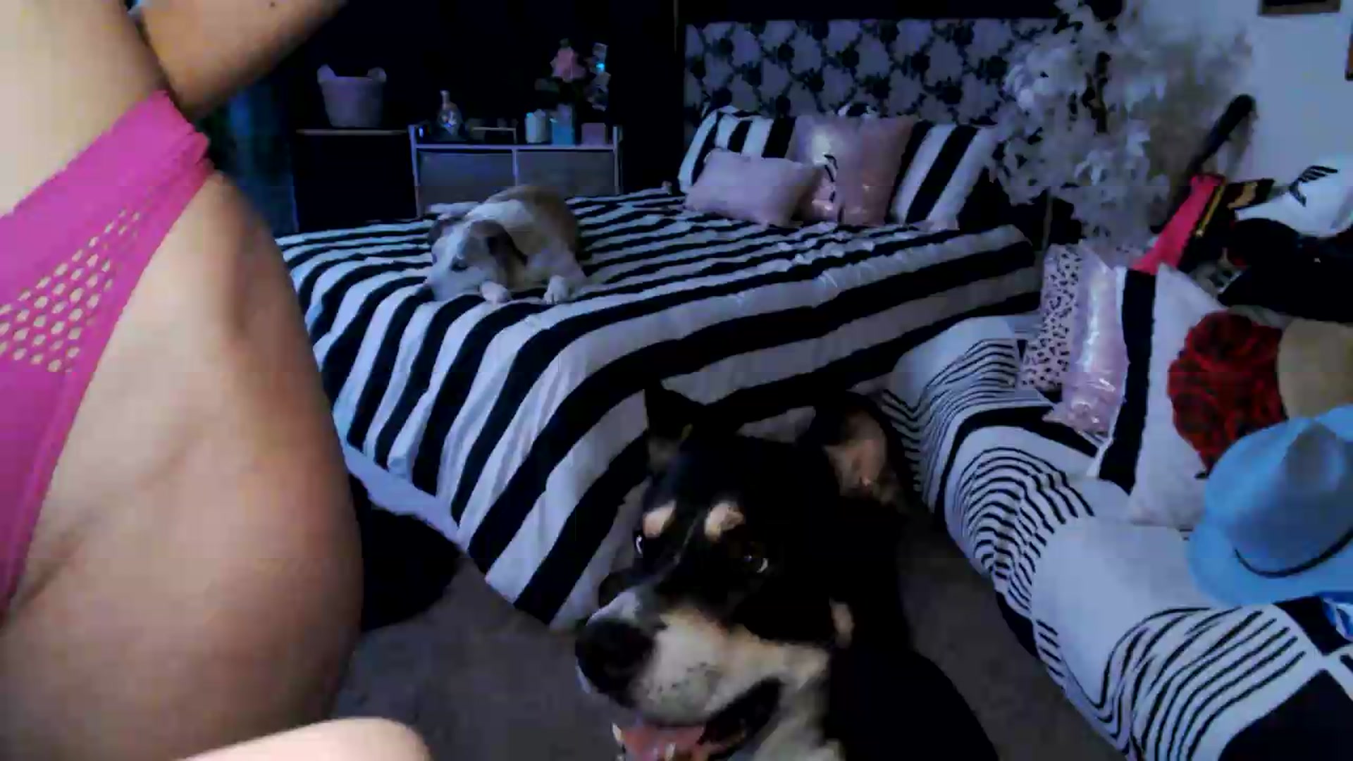 Gallery image thumbnail from HeidiKlumsy's myfreecams stream on, 07/27/2026, 22:58 image 16 of 20