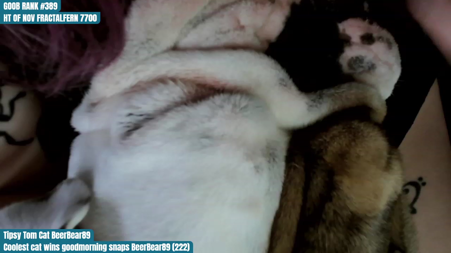 Gallery image thumbnail from Hempley's myfreecams stream on, 11/11/2023, 02:54 image 9 of 20