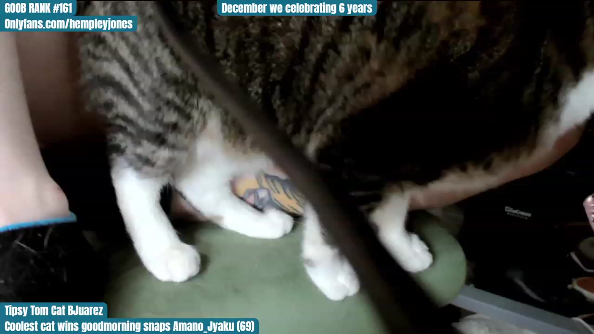 Gallery image thumbnail from Hempley's myfreecams stream on, 12/06/2023, 02:11 image 5 of 20