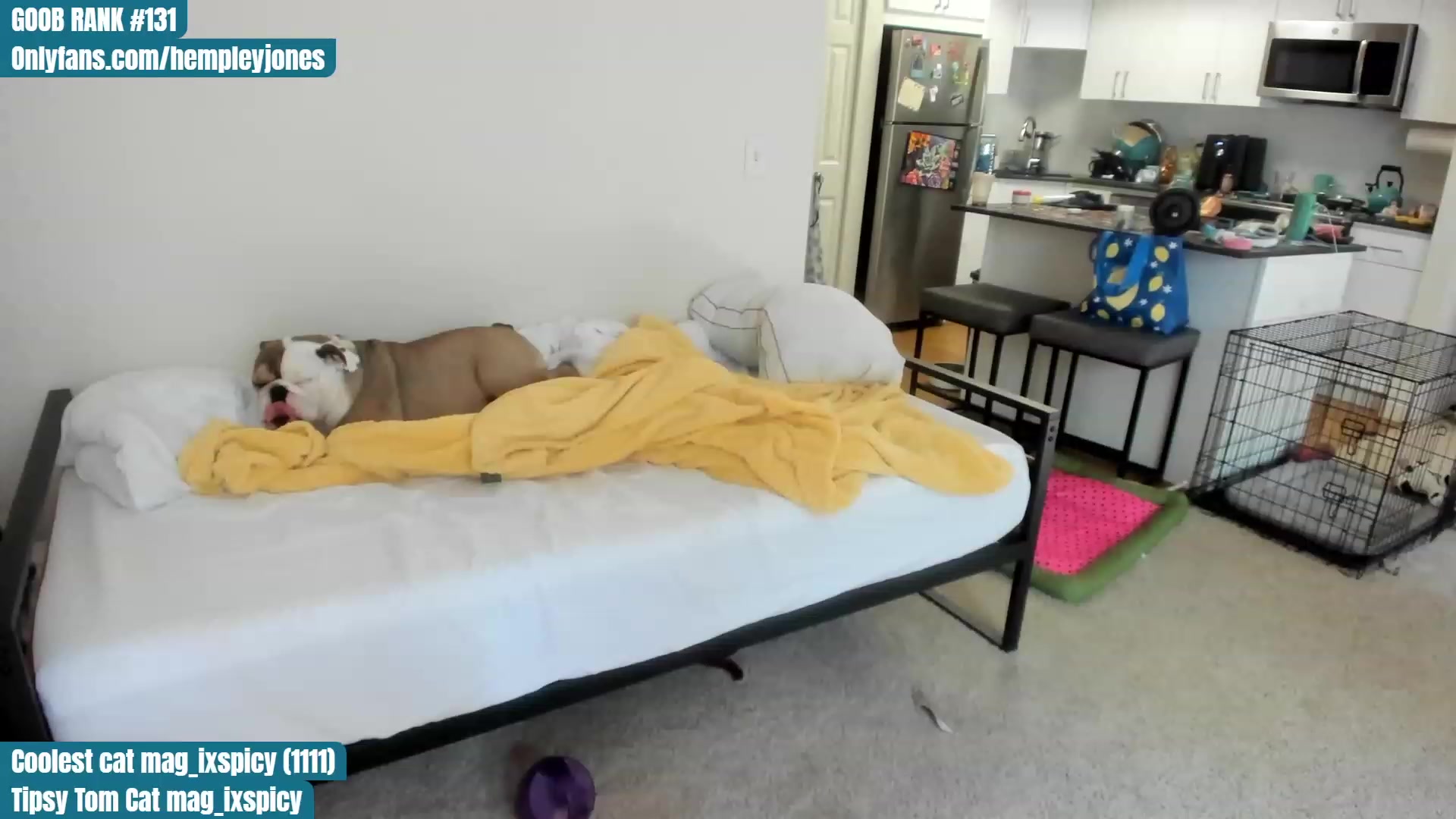 Gallery image thumbnail from Hemppopotamus's myfreecams stream on, 05/19/2023, 01:46 image 1 of 20