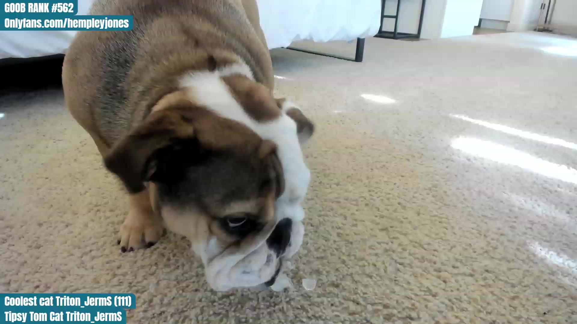 Gallery image thumbnail from Hemppopotamus's myfreecams stream on, 06/04/2023, 24:58 image 10 of 20