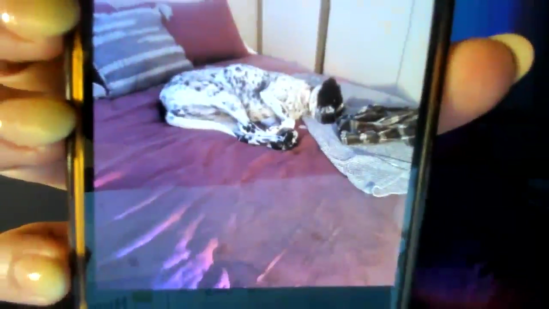 Gallery image thumbnail from HoneyTits_'s myfreecams stream on, 09/29/2024, 09:45 image 17 of 20