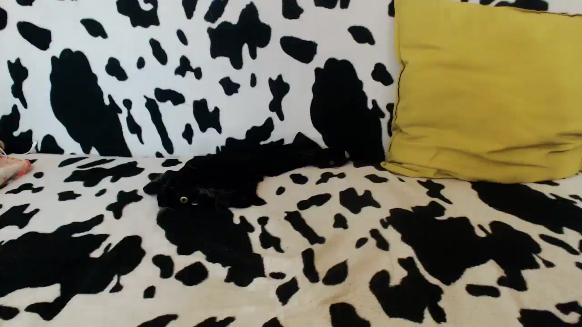 Gallery image thumbnail from Honey_Lolo's myfreecams stream on, 06/18/2024, 06:08 image 15 of 20