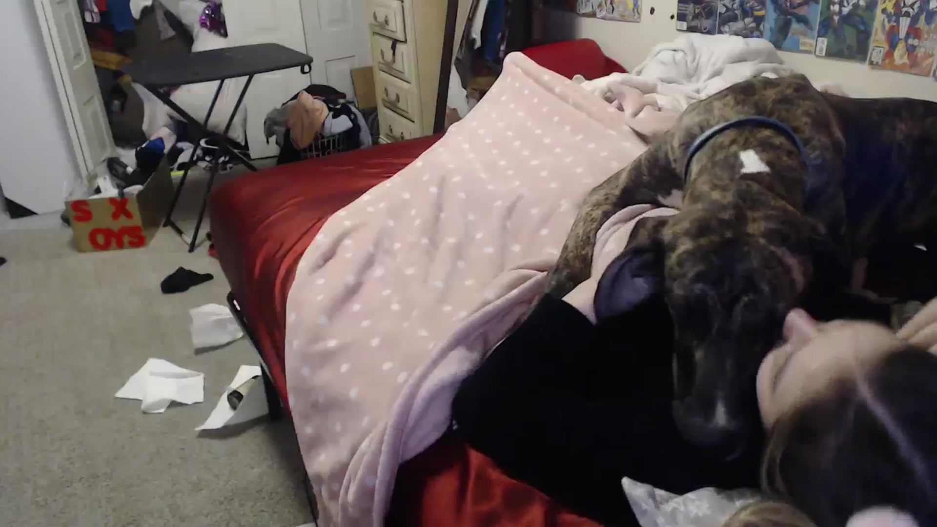 Gallery image thumbnail from Horizon_Blue's myfreecams stream on, 01/21/2024, 08:51 image 16 of 20