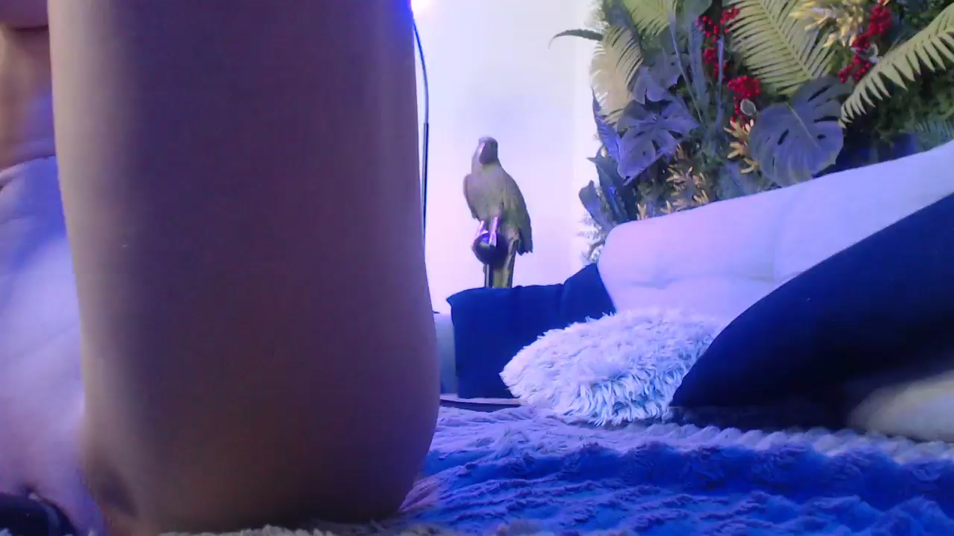 Gallery image thumbnail from Horny_Blond's myfreecams stream on, 12/26/2024, 13:22 image 1 of 20