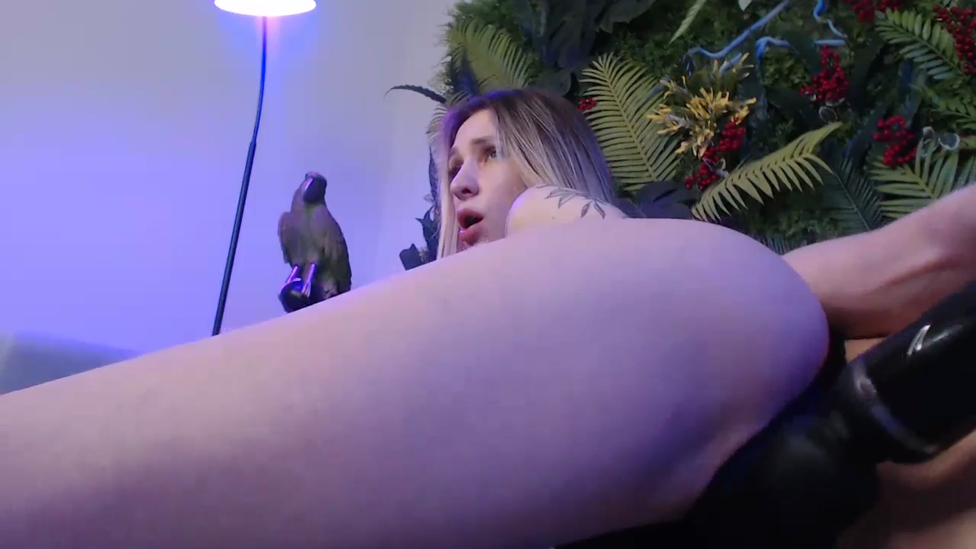 Gallery image thumbnail from Horny_Blond's myfreecams stream on, 01/17/2025, 09:53 image 12 of 20