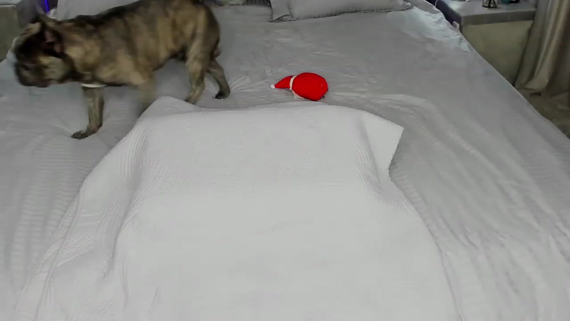 Gallery image thumbnail from HotBabe66's myfreecams stream on, 12/18/2022, 21:32 image 15 of 20