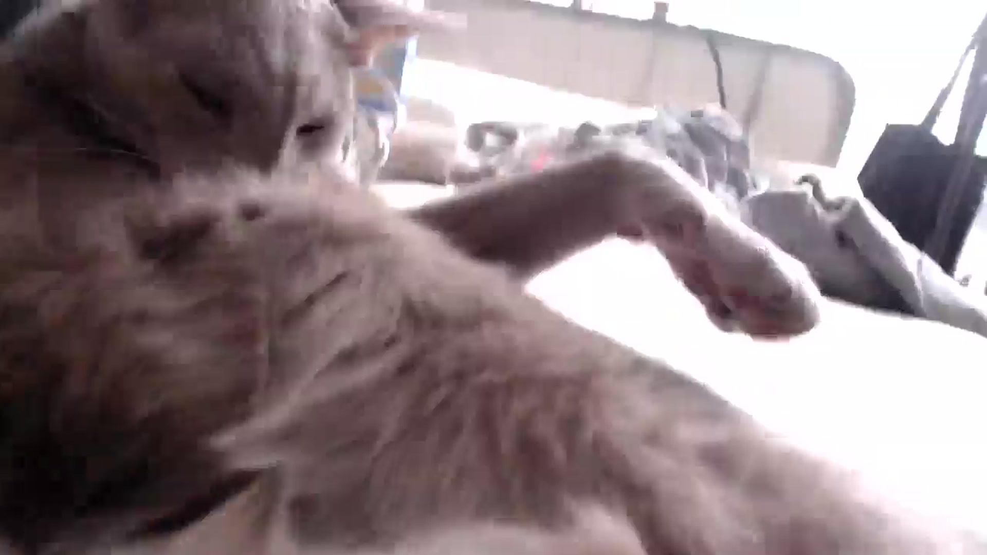 Gallery image thumbnail from HurricaneKat_'s myfreecams stream on, 08/29/2025, 02:47 image 4 of 20