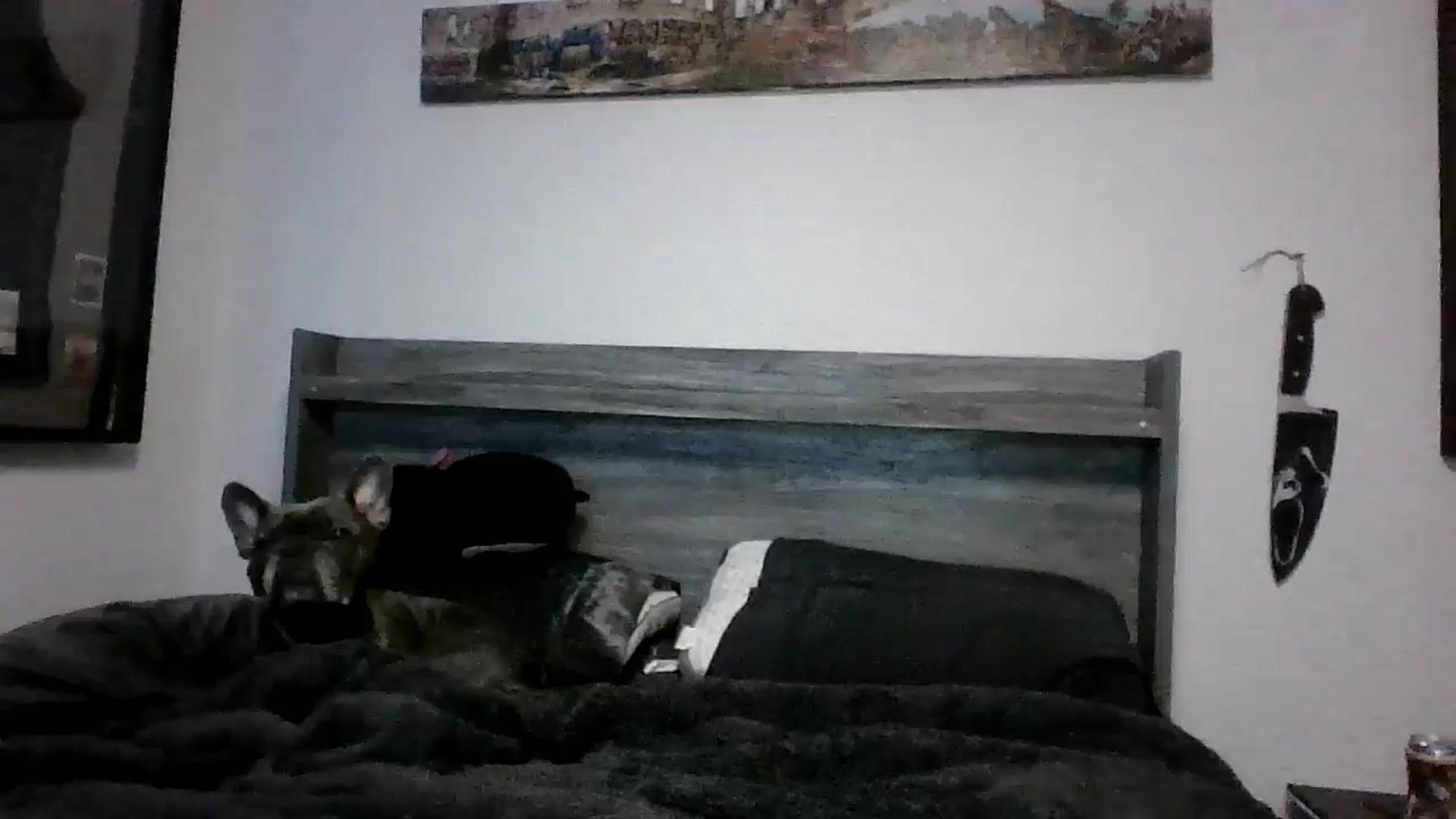 Gallery image thumbnail from Hxzel's myfreecams stream on, 03/21/2025, 03:13 image 10 of 20
