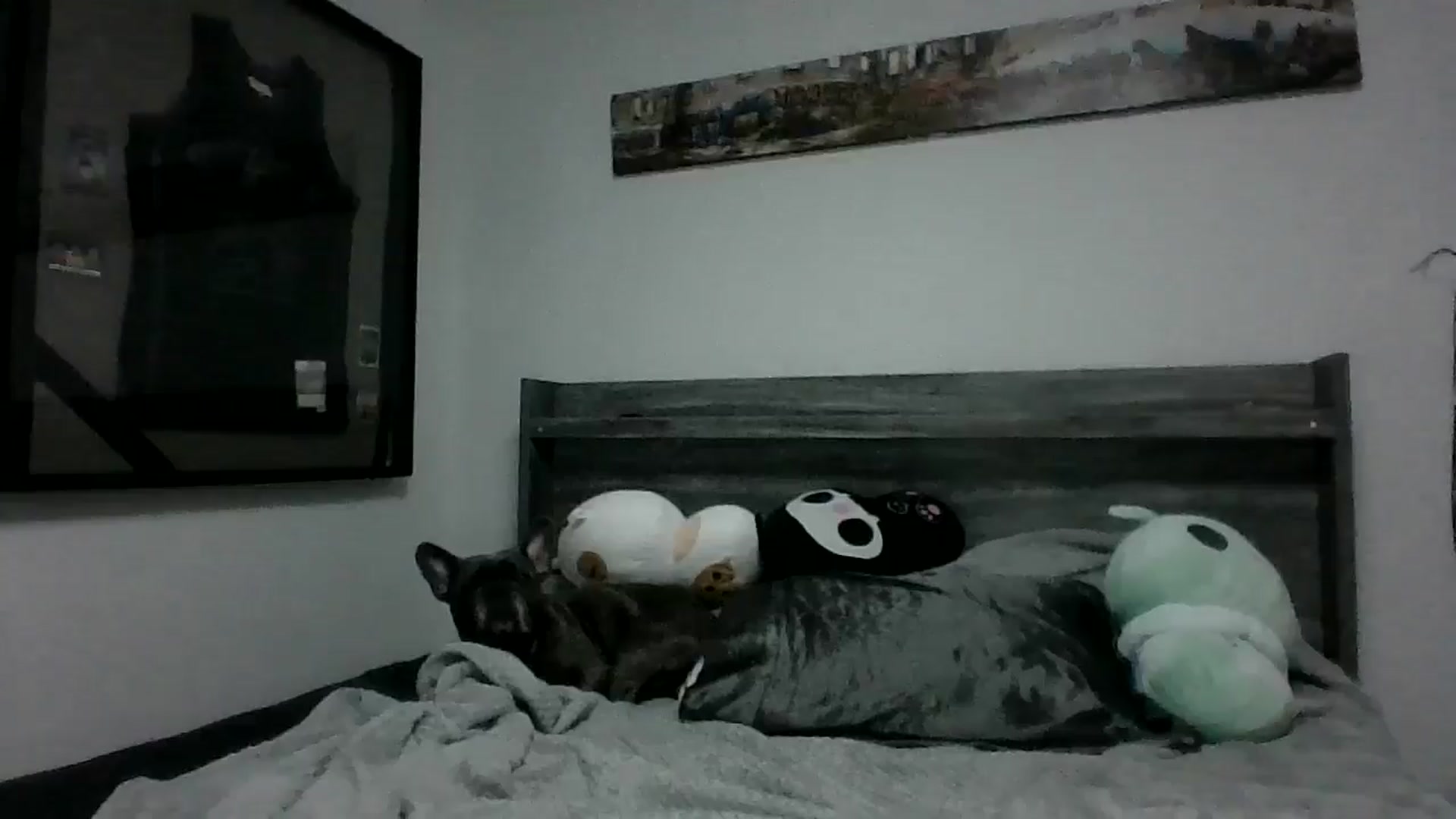 Gallery image thumbnail from Hxzel's myfreecams stream on, 04/23/2025, 03:42 image 16 of 20
