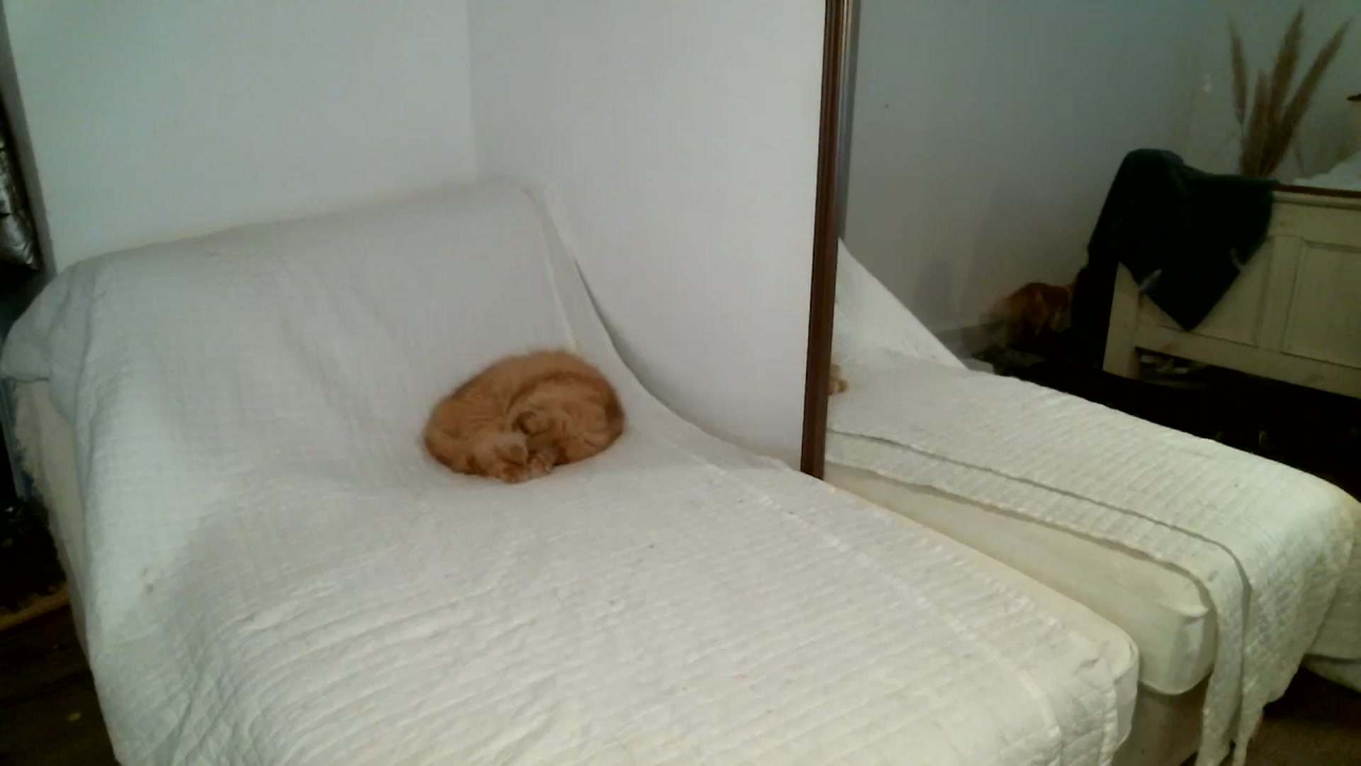 Gallery image thumbnail from IamMayaRoseX's myfreecams stream on, 02/03/2024, 12:47 image 15 of 20