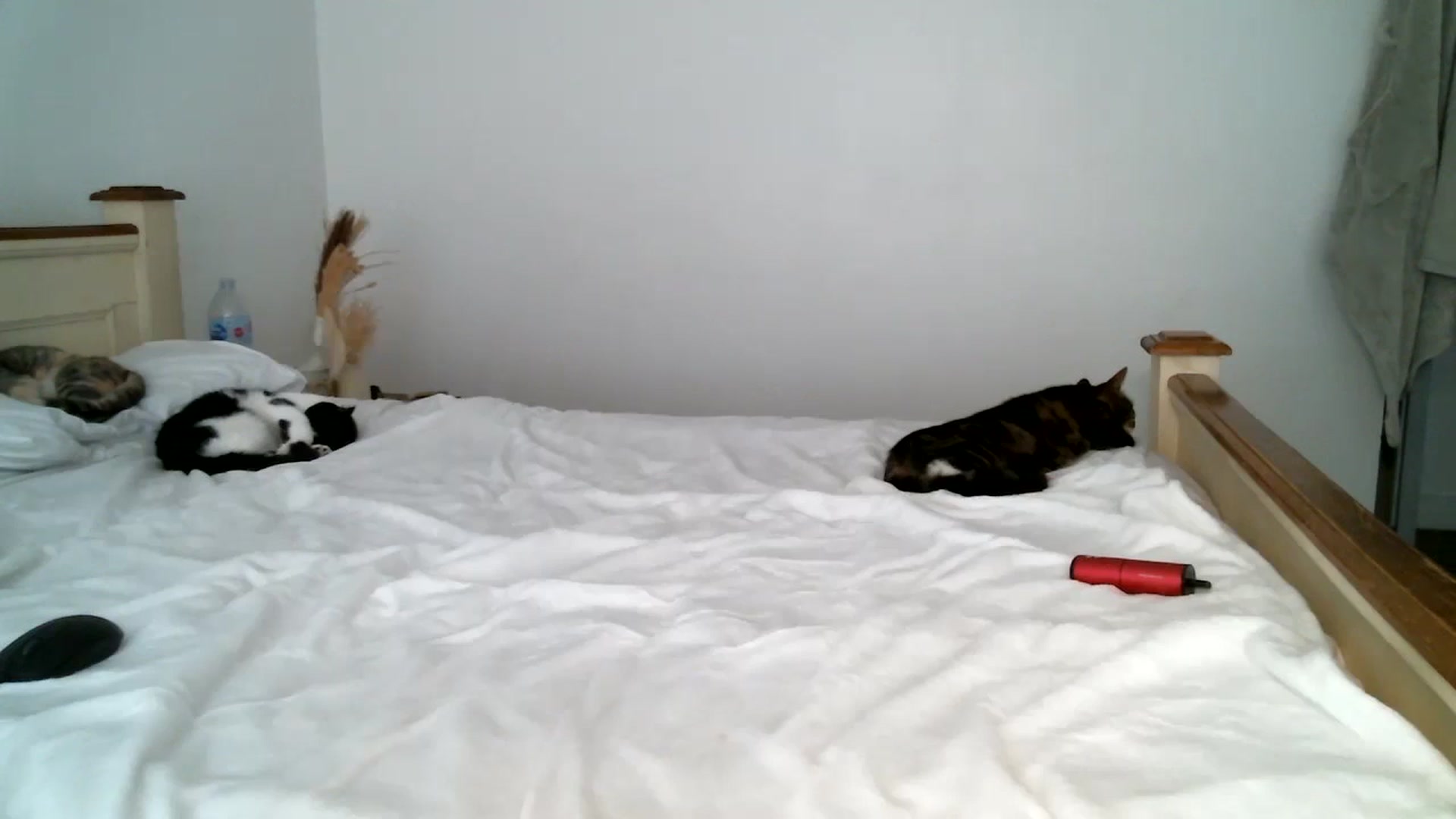Gallery image thumbnail from IamMayaRoseX's myfreecams stream on, 07/18/2024, 14:42 image 15 of 20