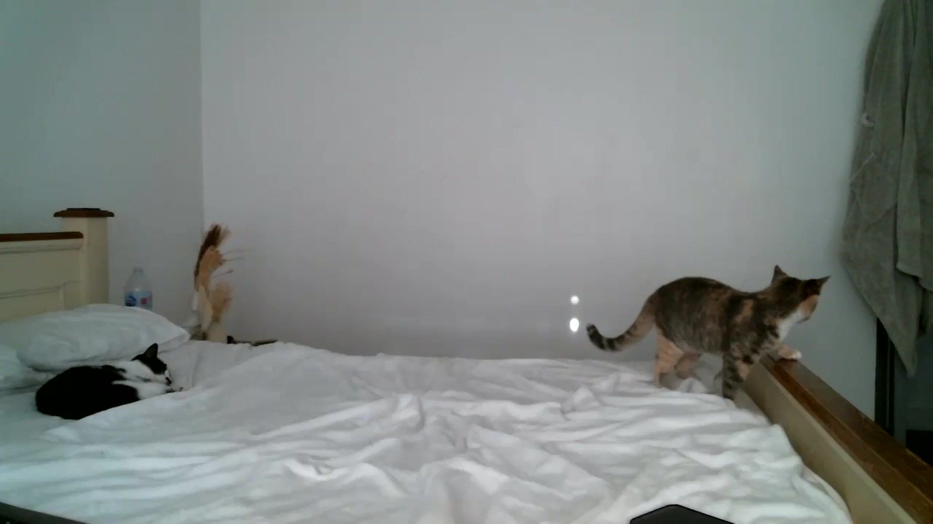 Gallery image thumbnail from IamMayaRoseX's myfreecams stream on, 07/18/2024, 18:49 image 2 of 20