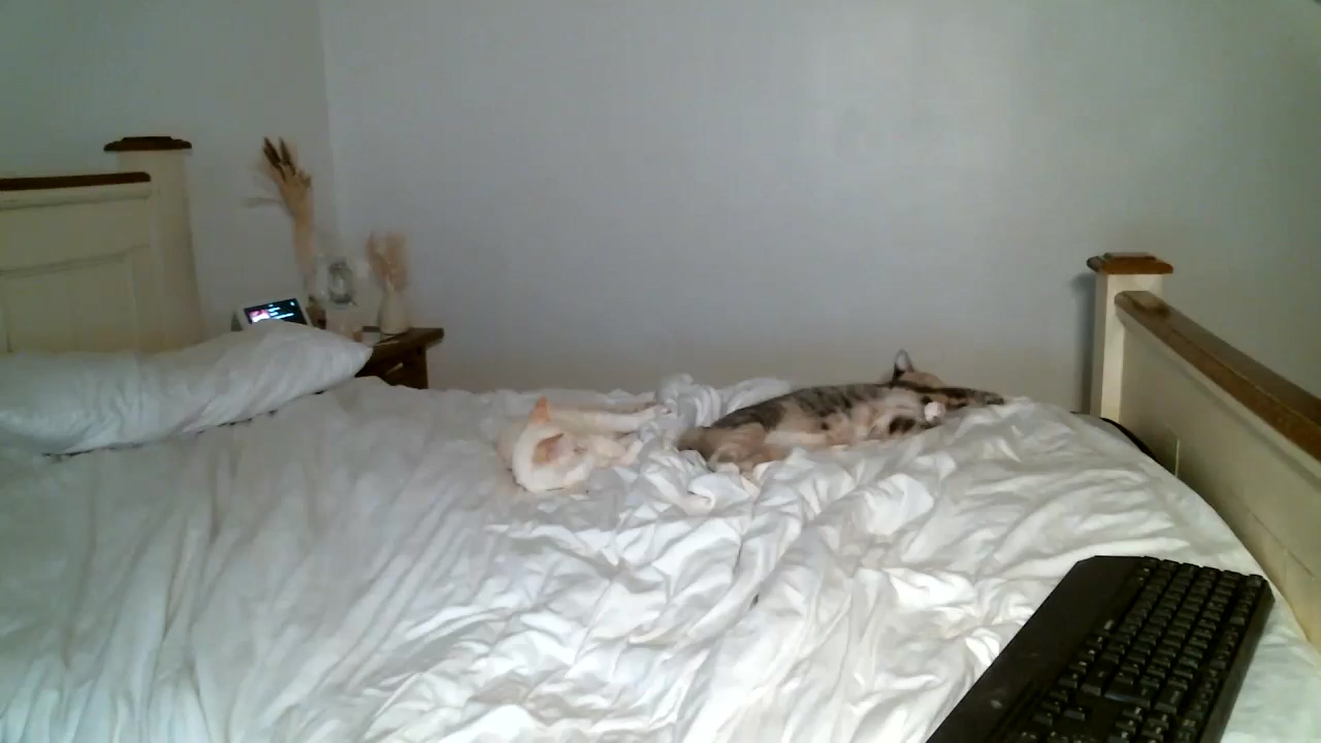 Gallery image thumbnail from IamMayaRoseX's myfreecams stream on, 08/22/2024, 21:48 image 19 of 20