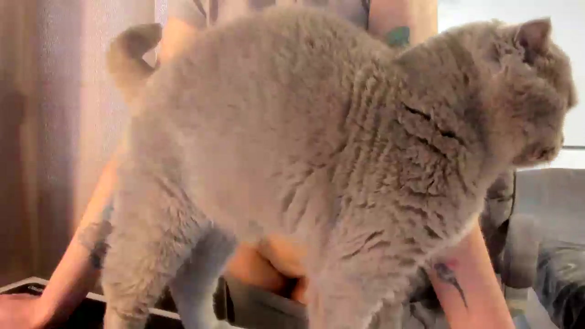 Gallery image thumbnail from Iam_Sasha's myfreecams stream on, 06/11/2026, 12:11 image 3 of 20