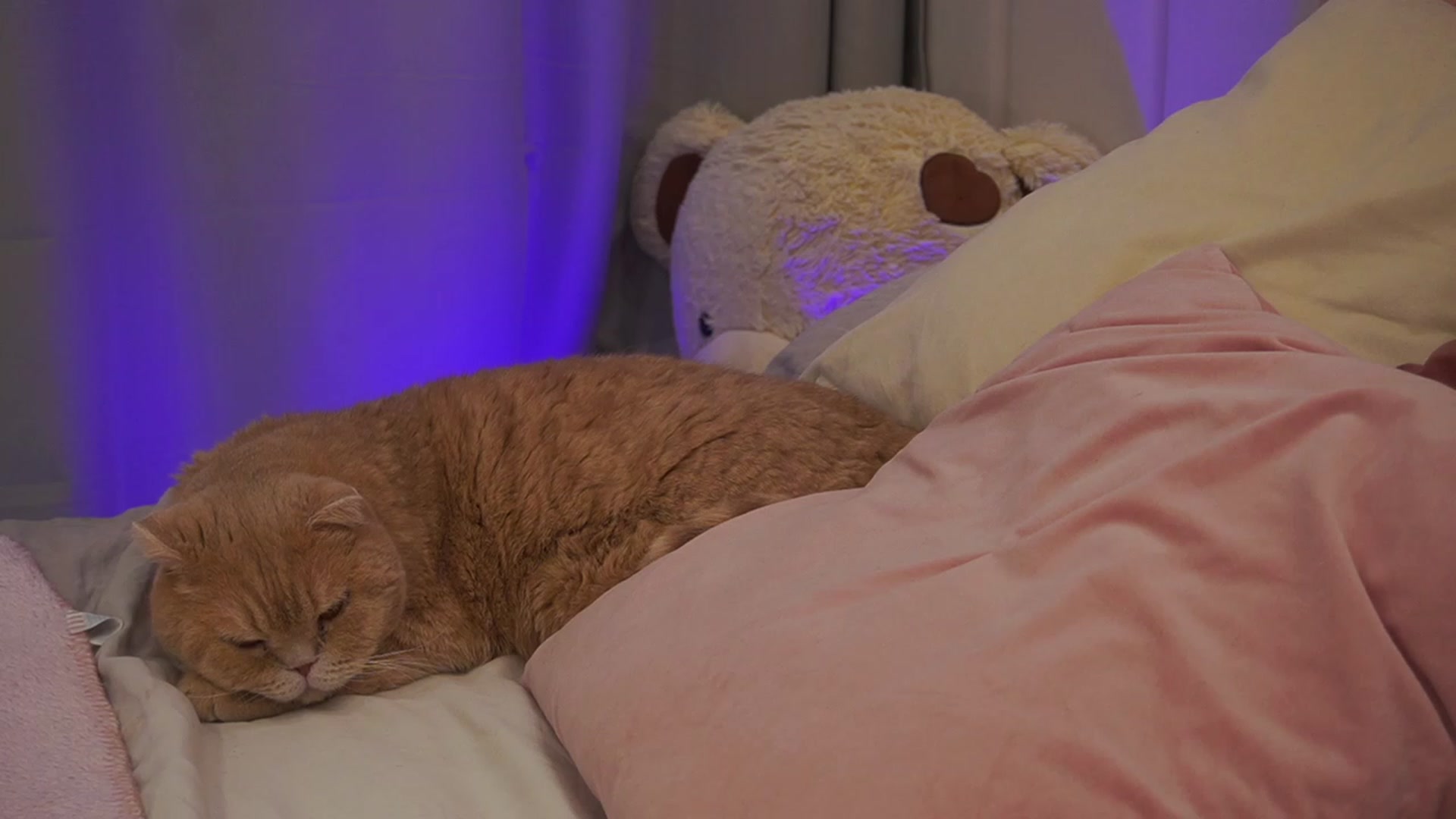 Gallery image thumbnail from Ice_Kitty_'s myfreecams stream on, 02/20/2024, 05:07 image 17 of 20