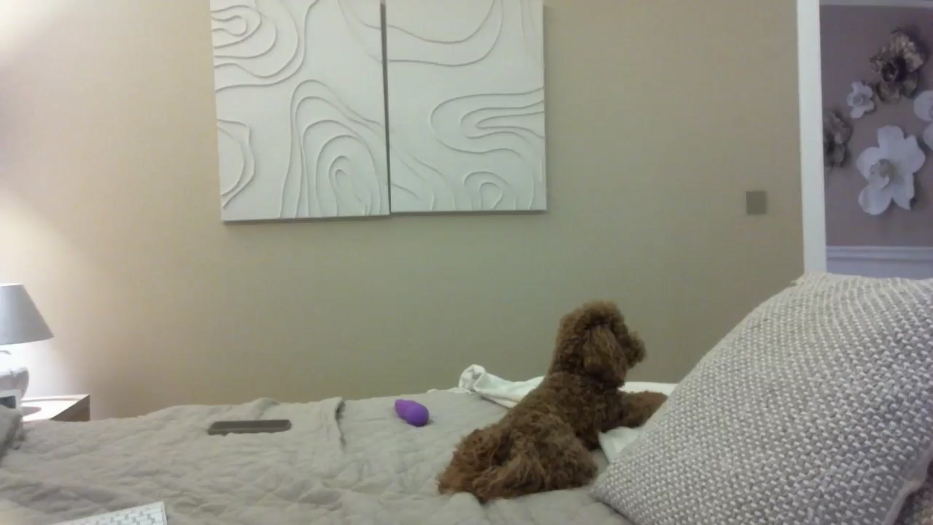 Gallery image thumbnail from Into_Mary's myfreecams stream on, 12/25/2024, 15:09 image 18 of 20