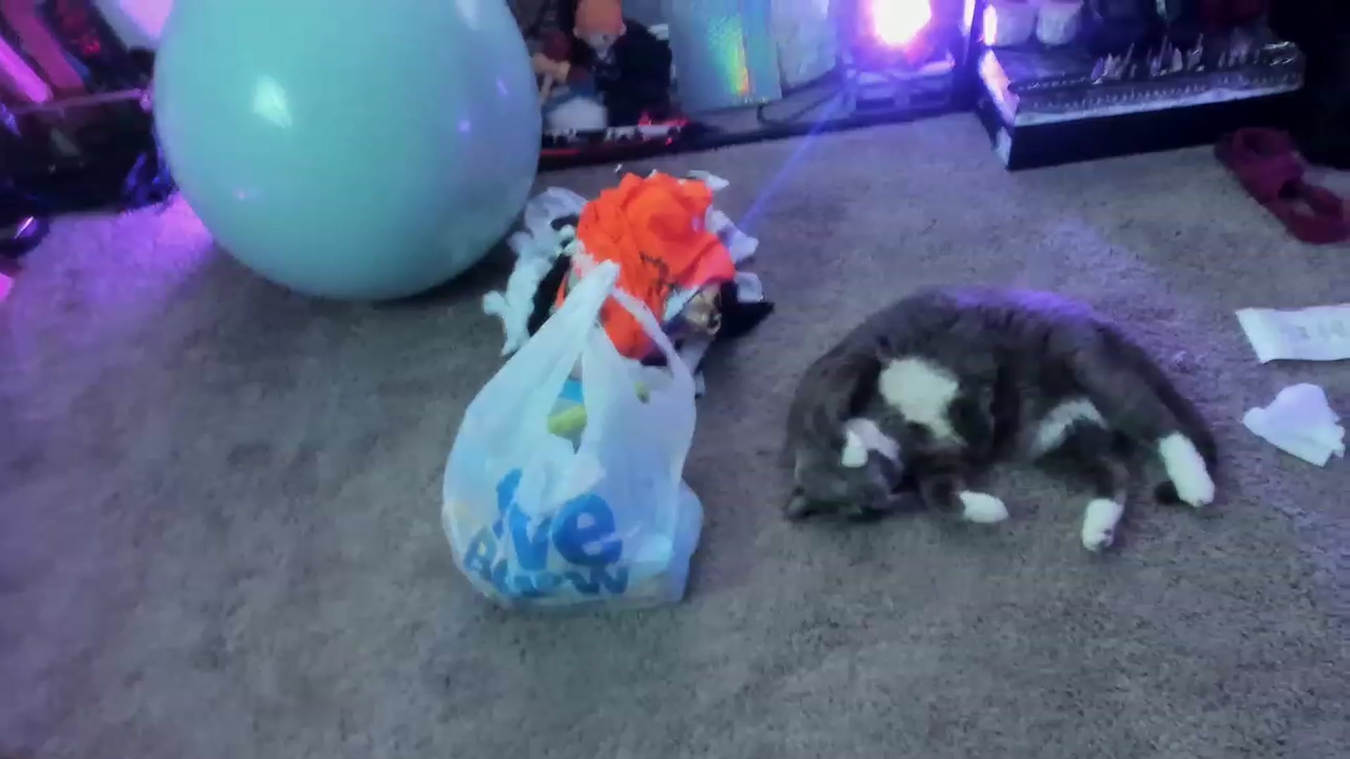 Gallery image thumbnail from Isabelle_Babe's myfreecams stream on, 04/29/2023, 19:30 image 6 of 20