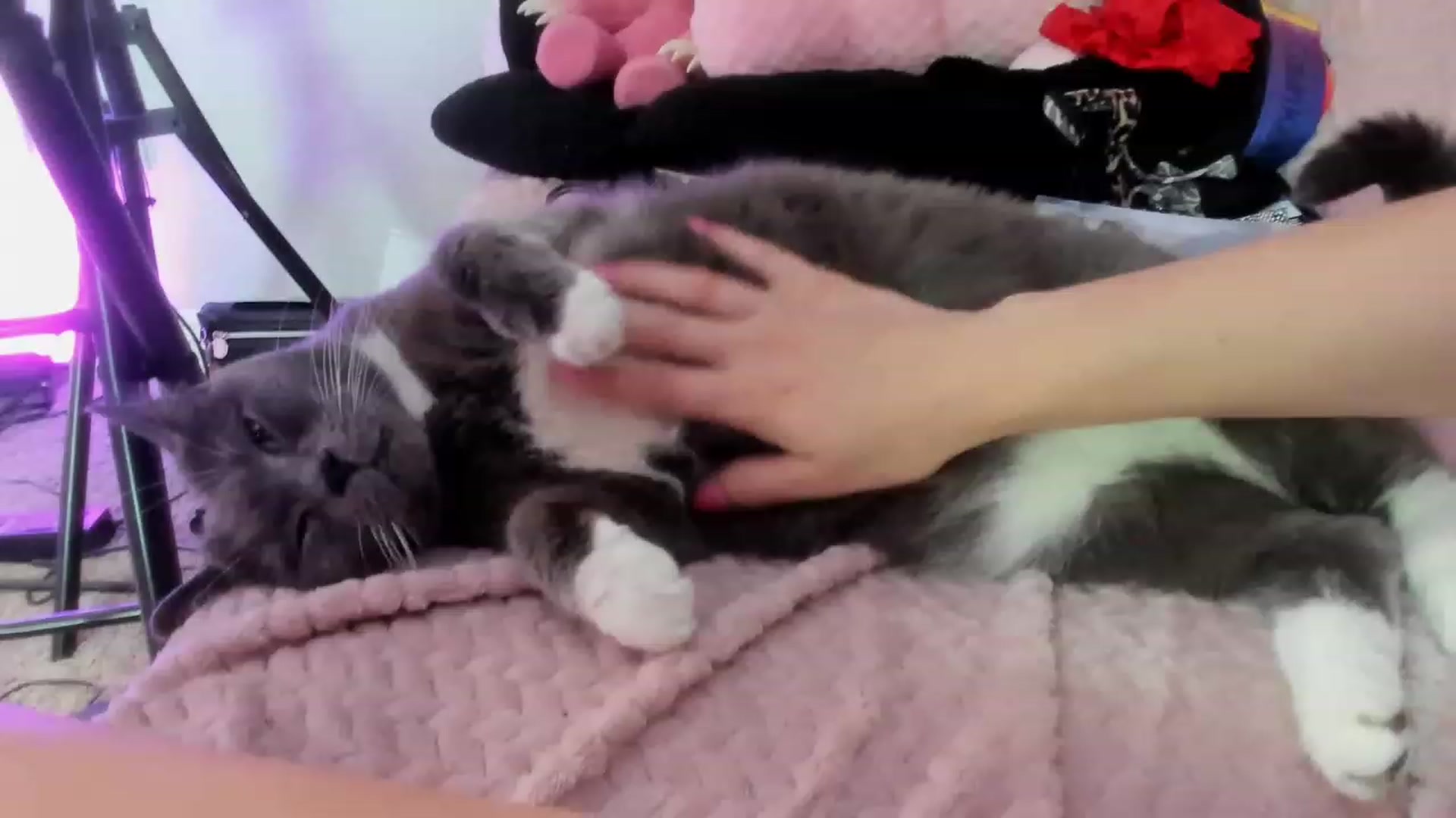 Gallery image thumbnail from Isabelle_Babe's myfreecams stream on, 06/17/2023, 12:16 image 3 of 20