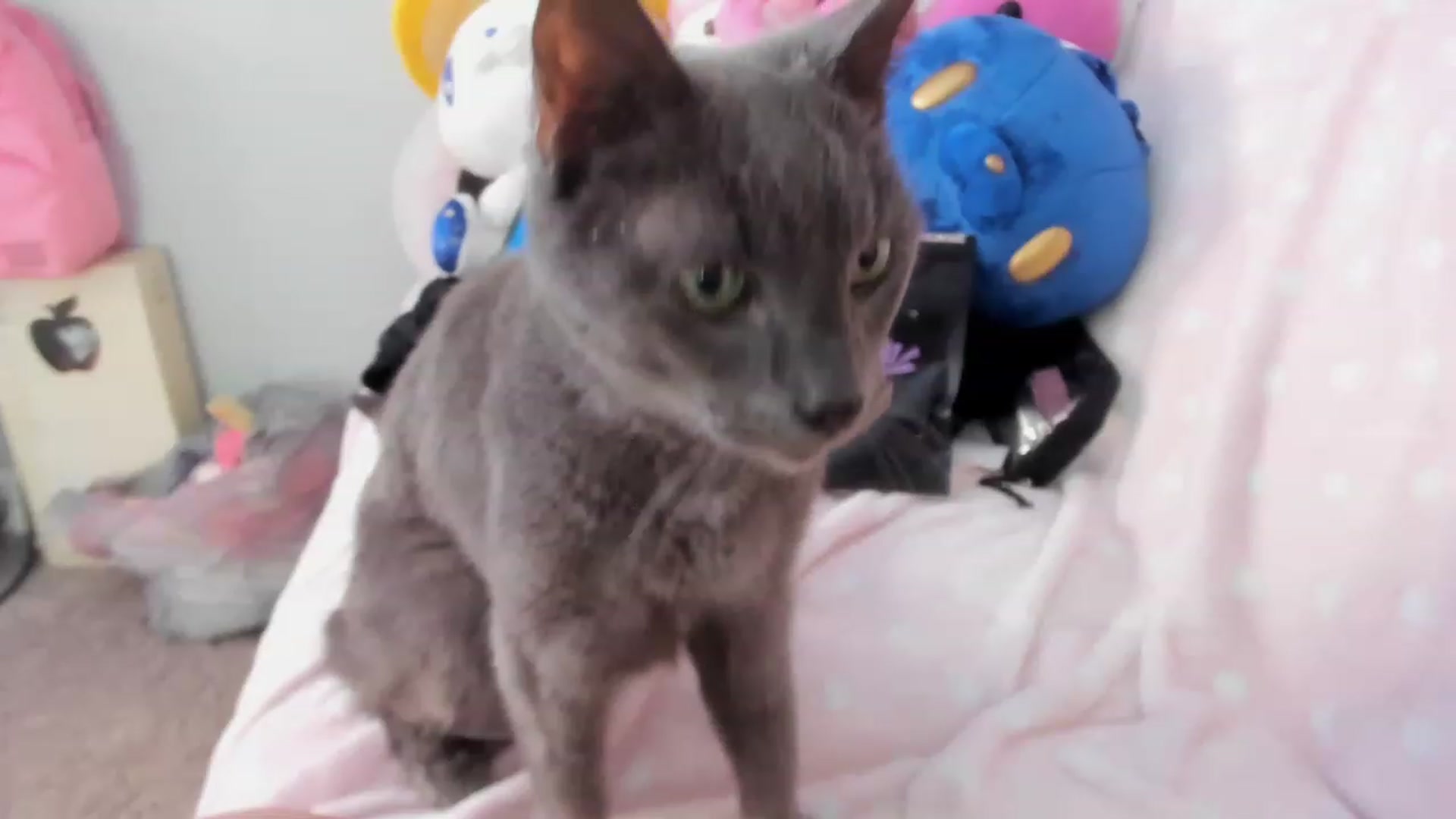 Gallery image thumbnail from Isabelle_Babe's myfreecams stream on, 08/19/2023, 19:10 image 13 of 20