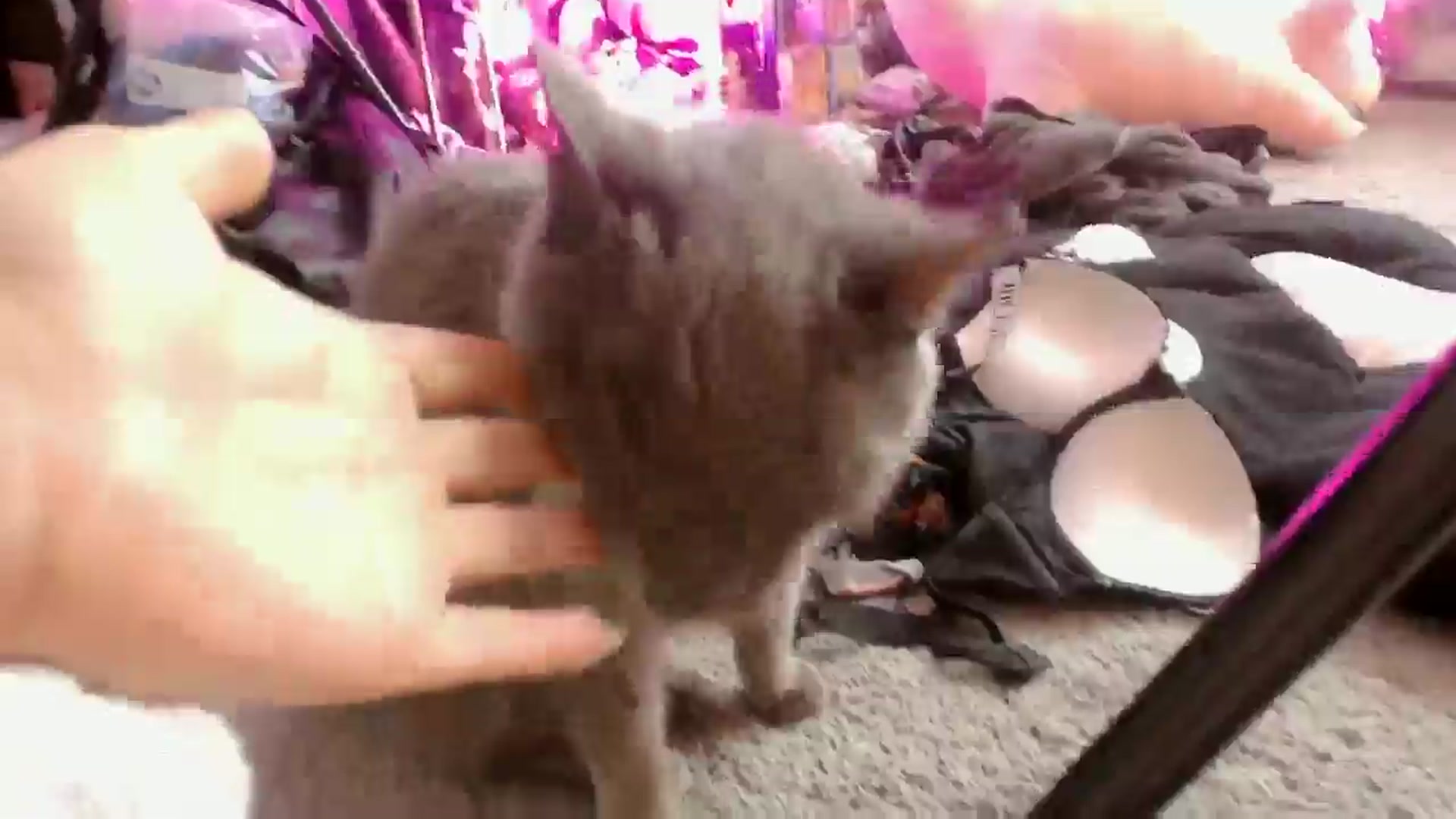Gallery image thumbnail from Isabelle_Babe's myfreecams stream on, 12/23/2024, 19:32 image 9 of 20