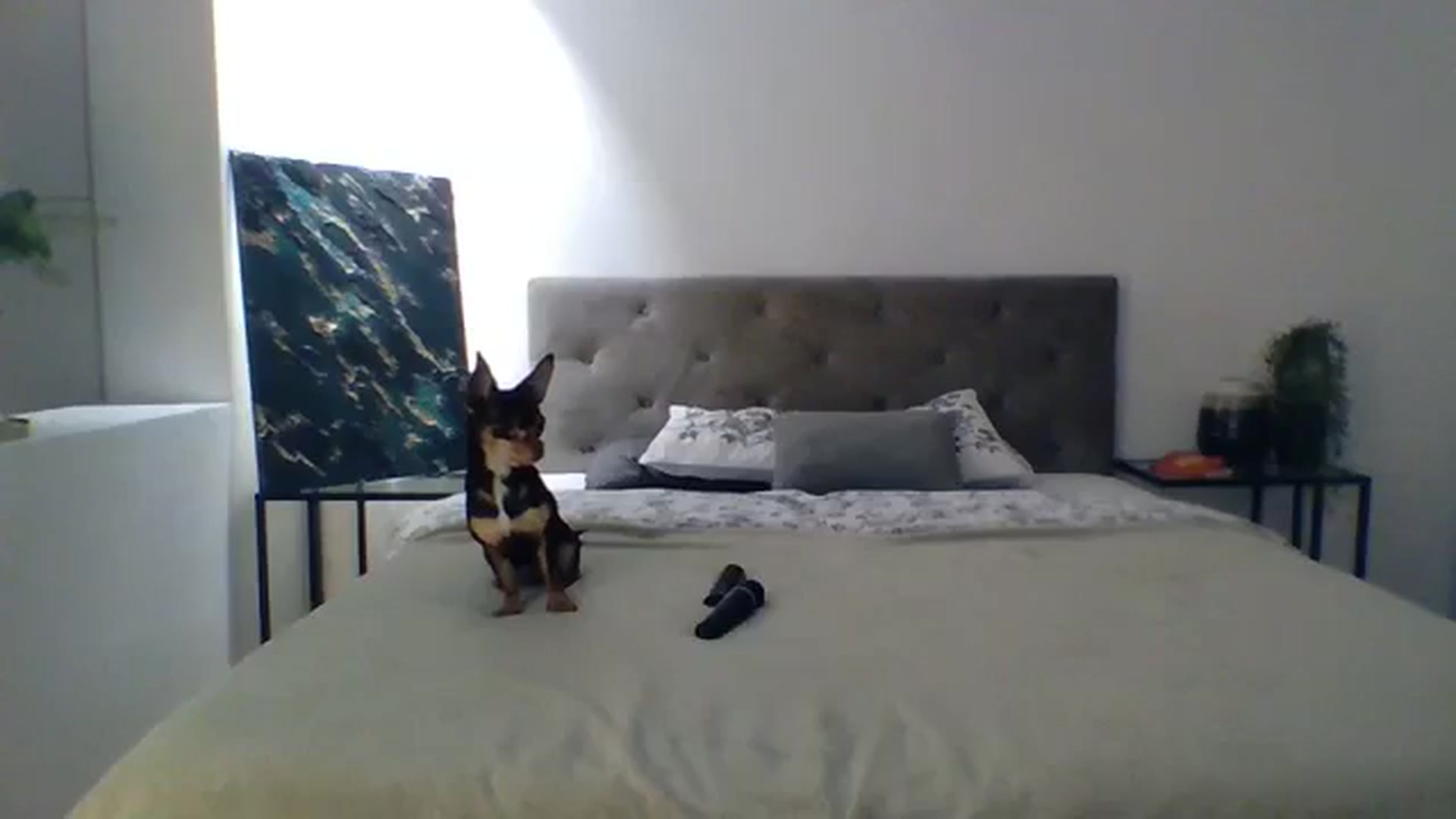 Gallery image thumbnail from ItsMe's myfreecams stream on, 11/15/2023, 11:37 image 2 of 20
