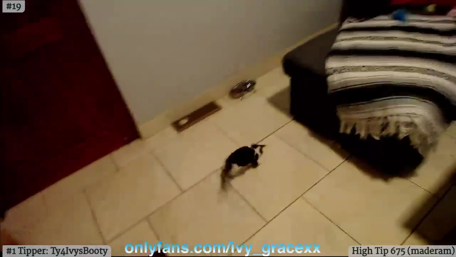 Gallery image thumbnail from IvyGrace's myfreecams stream on, 06/13/2023, 05:13 image 15 of 20
