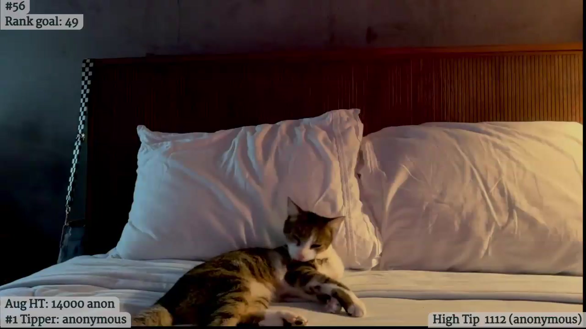 Gallery image thumbnail from IvyGrace's myfreecams stream on, 08/14/2026, 05:59 image 13 of 20