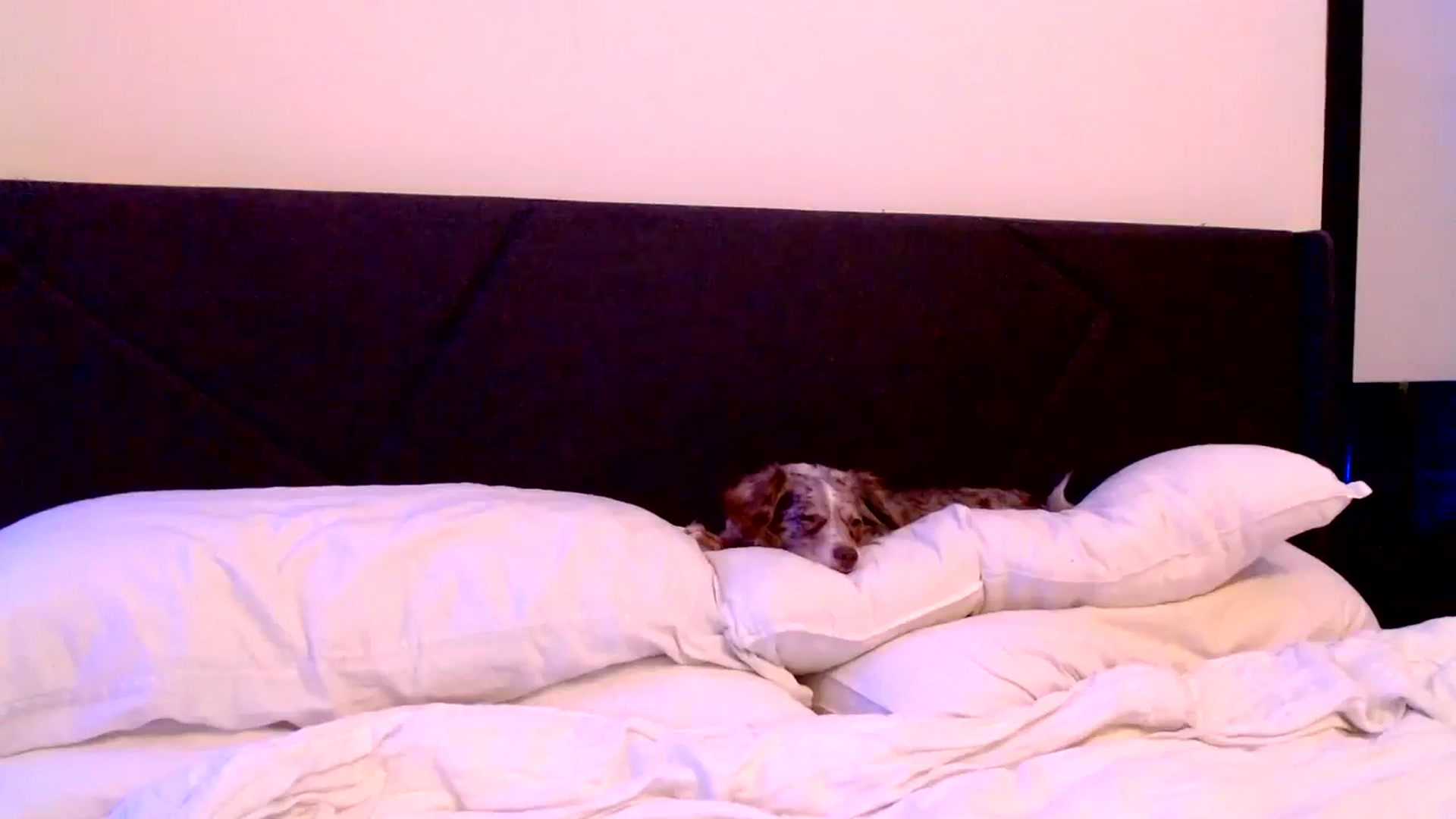Gallery image thumbnail from Ivy__'s myfreecams stream on, 02/23/2024, 09:09 image 18 of 20