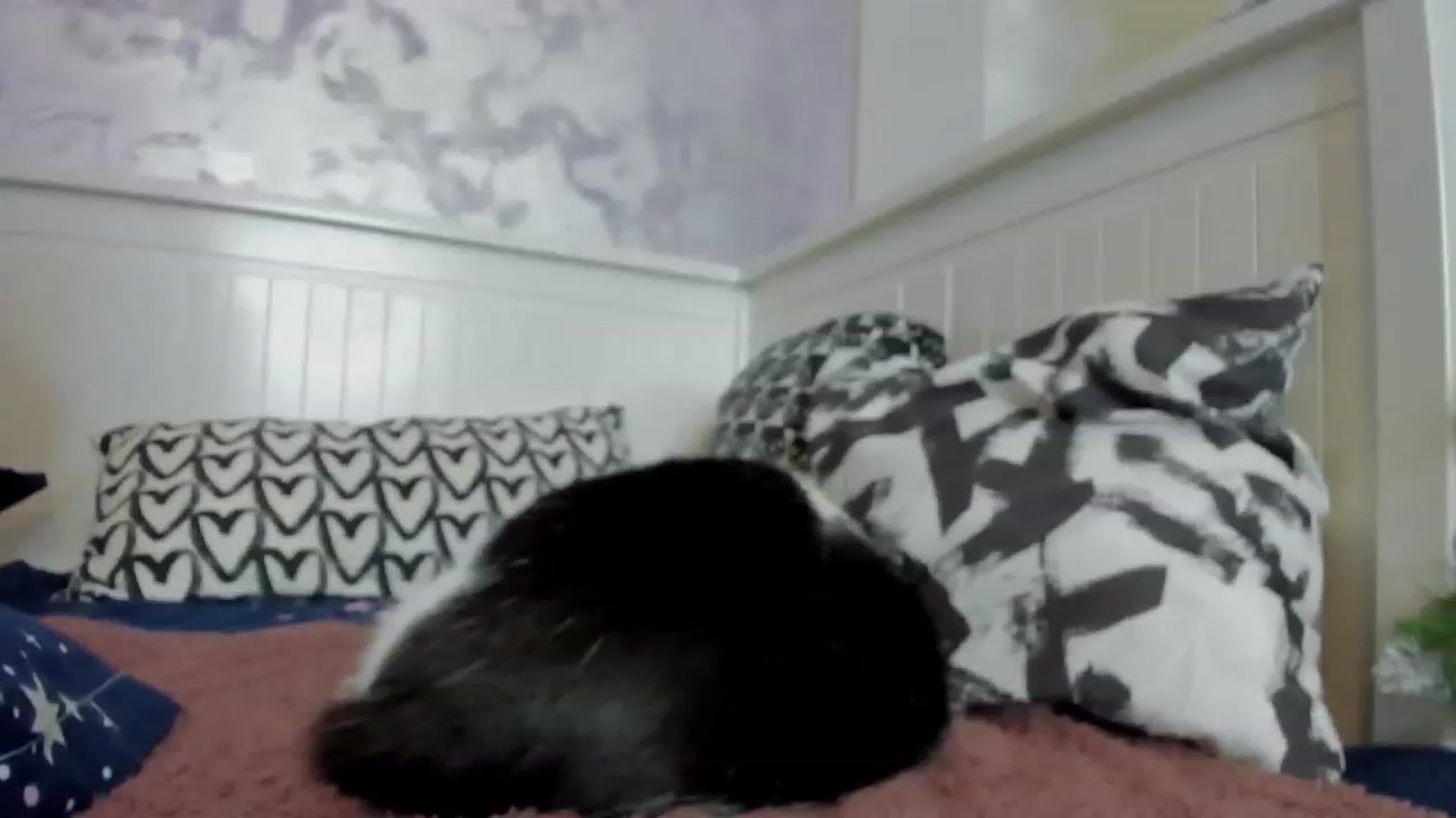Gallery image thumbnail from JFantasy's myfreecams stream on, 02/08/2023, 24:02 image 3 of 20