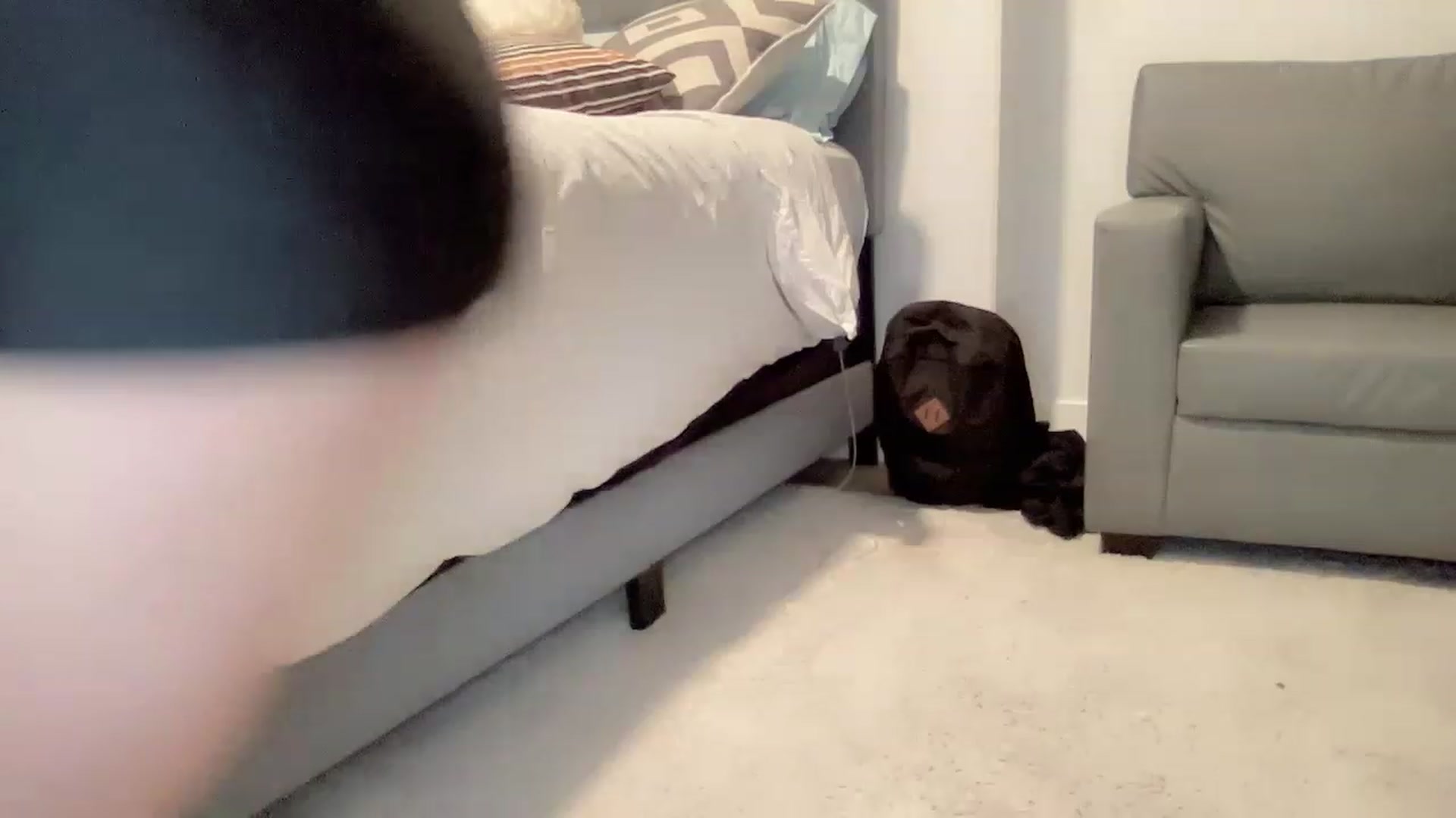 Gallery image thumbnail from Jade_Lee's myfreecams stream on, 01/29/2023, 03:52 image 5 of 20