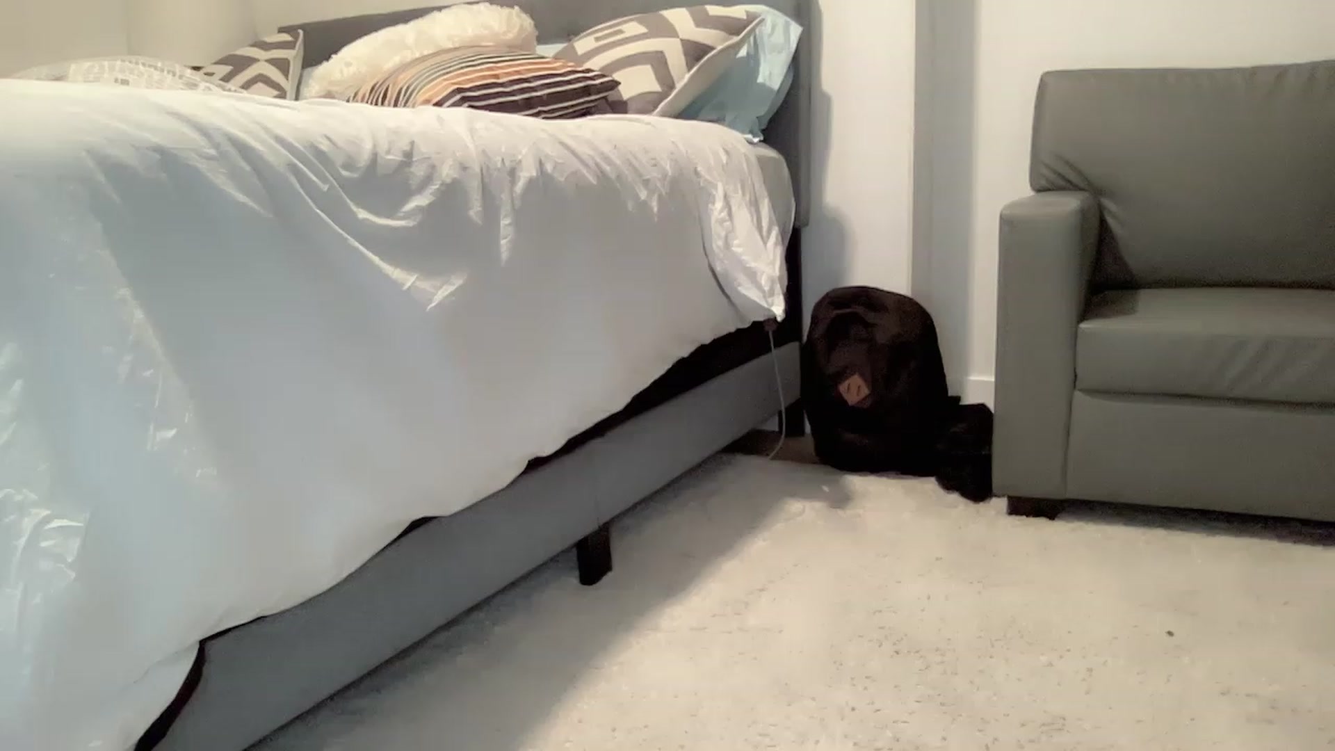 Gallery image thumbnail from Jade_Lee's myfreecams stream on, 01/29/2023, 03:52 image 8 of 20