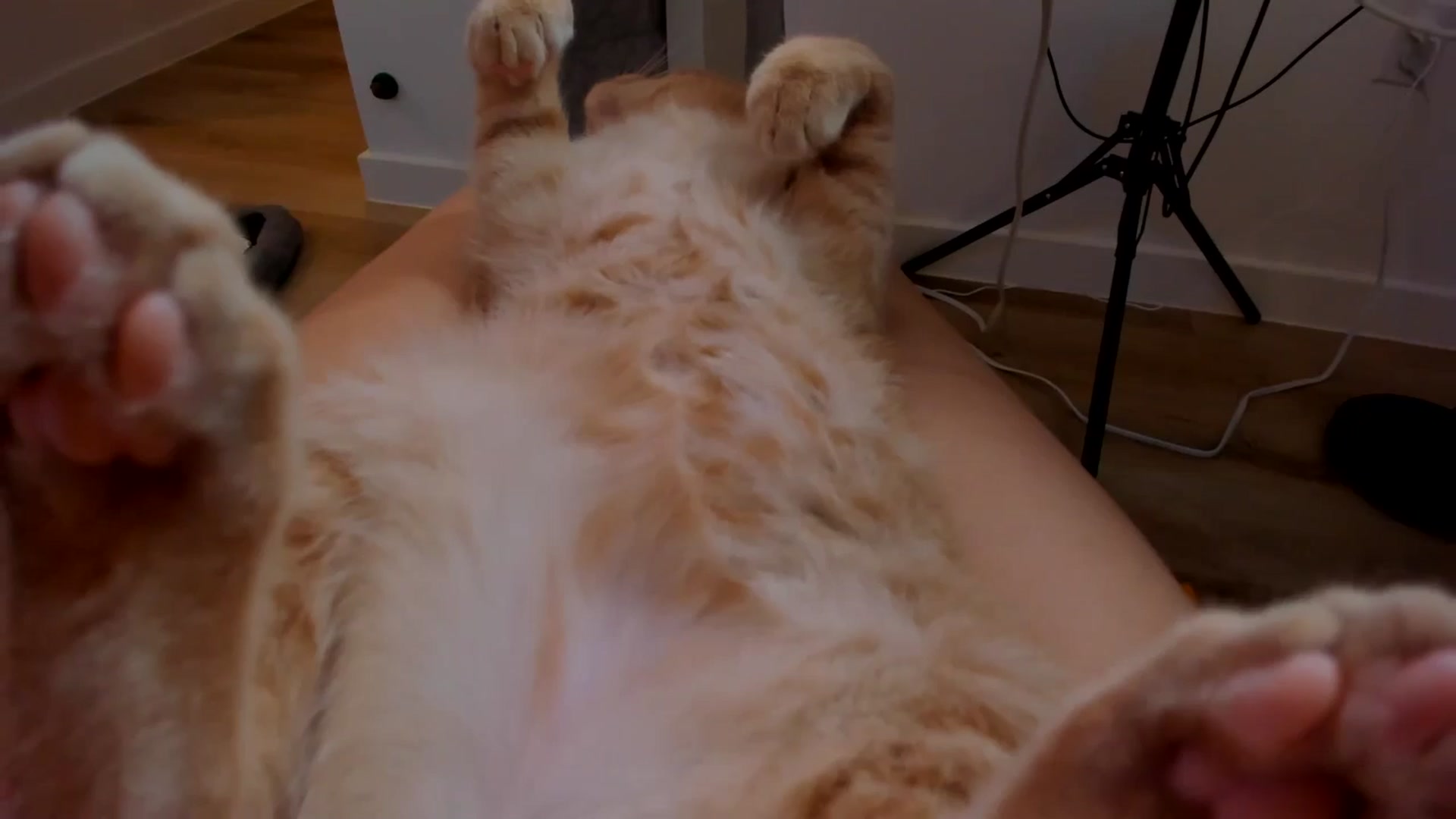 Gallery image thumbnail from Just_Vi's myfreecams stream on, 09/04/2025, 04:07 image 14 of 20