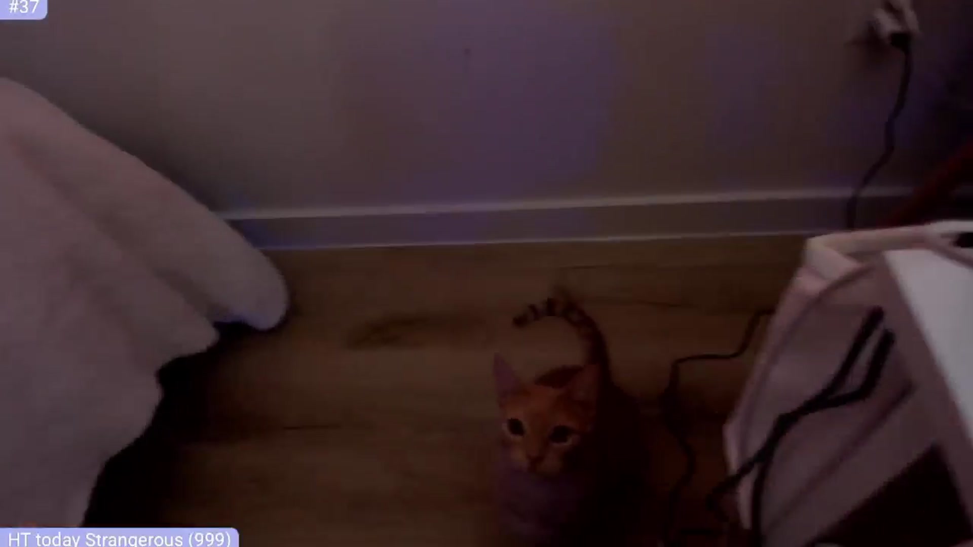 Gallery image thumbnail from Just_Vi's myfreecams stream on, 11/20/2025, 05:48 image 13 of 20