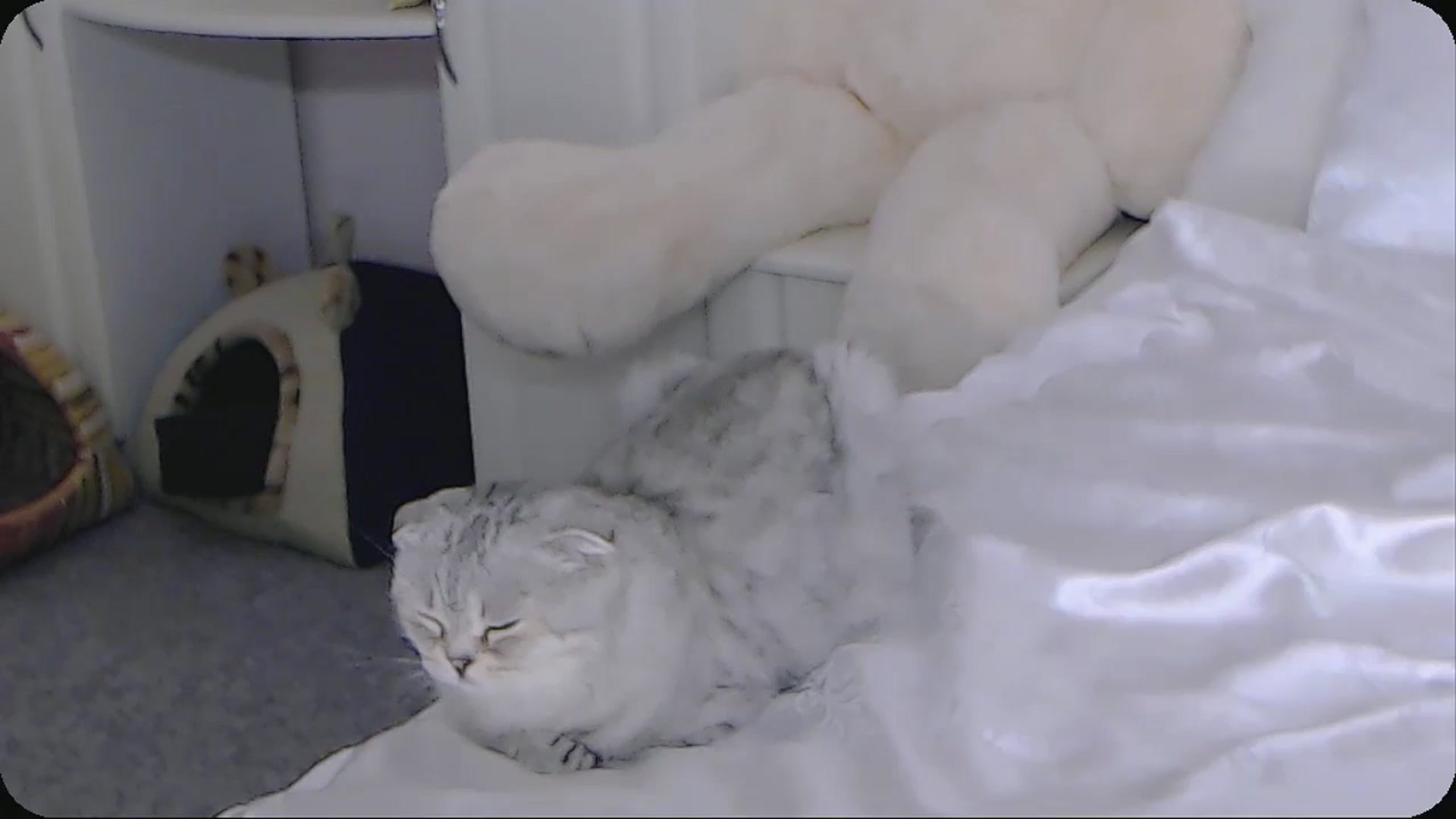 Gallery image thumbnail from Kaiserine's myfreecams stream on, 10/05/2024, 03:22 image 5 of 20