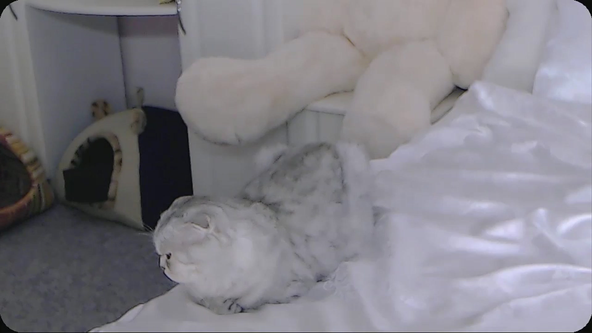 Gallery image thumbnail from Kaiserine's myfreecams stream on, 10/05/2024, 03:22 image 6 of 20
