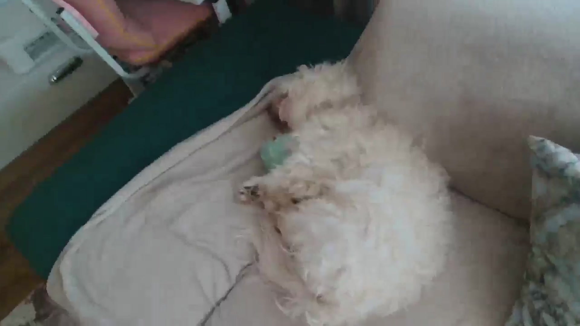 Gallery image thumbnail from Kandy_C's myfreecams stream on, 02/25/2025, 13:29 image 16 of 20