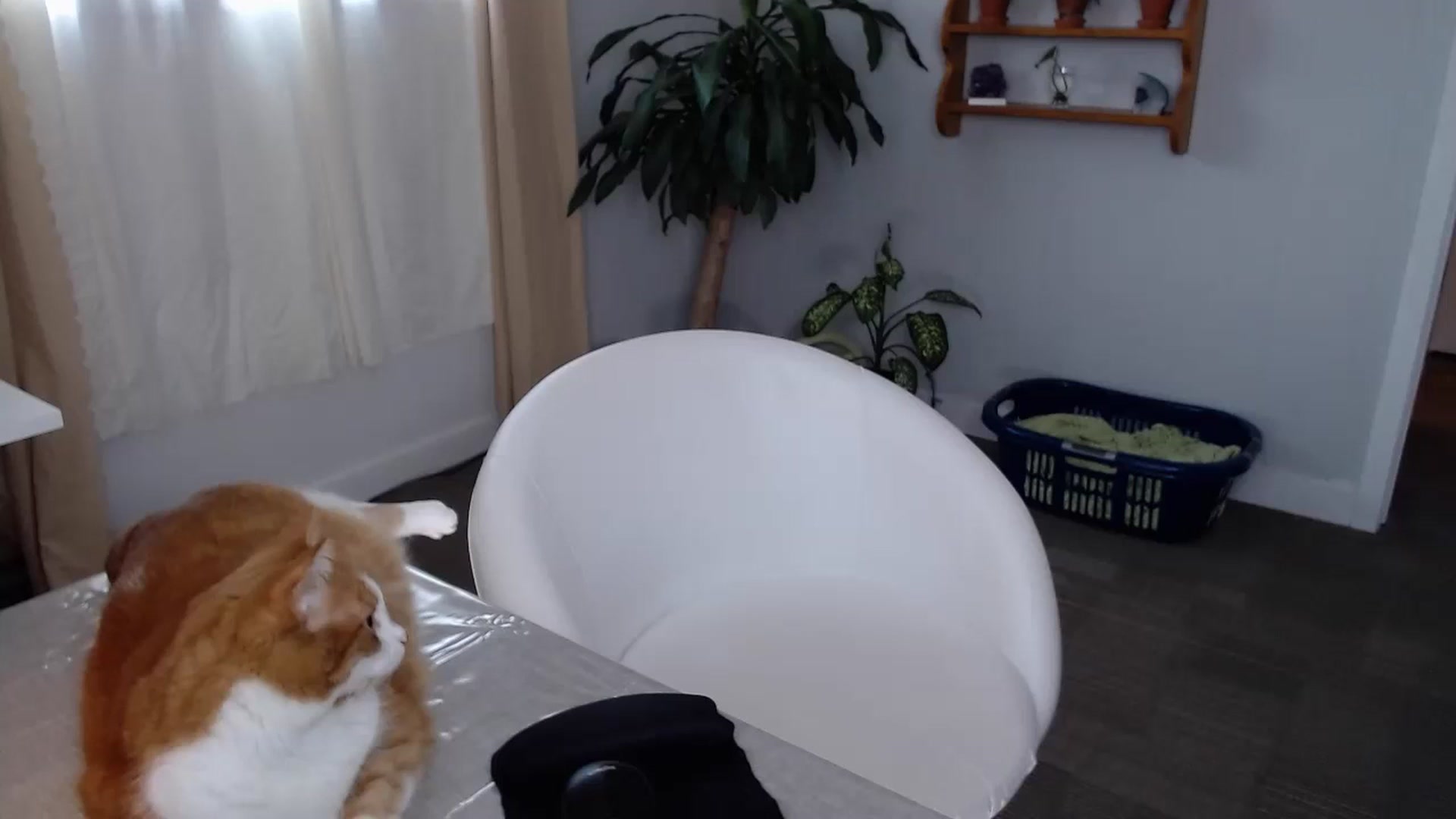 Gallery image thumbnail from KellyHeart's myfreecams stream on, 07/15/2024, 19:15 image 2 of 20