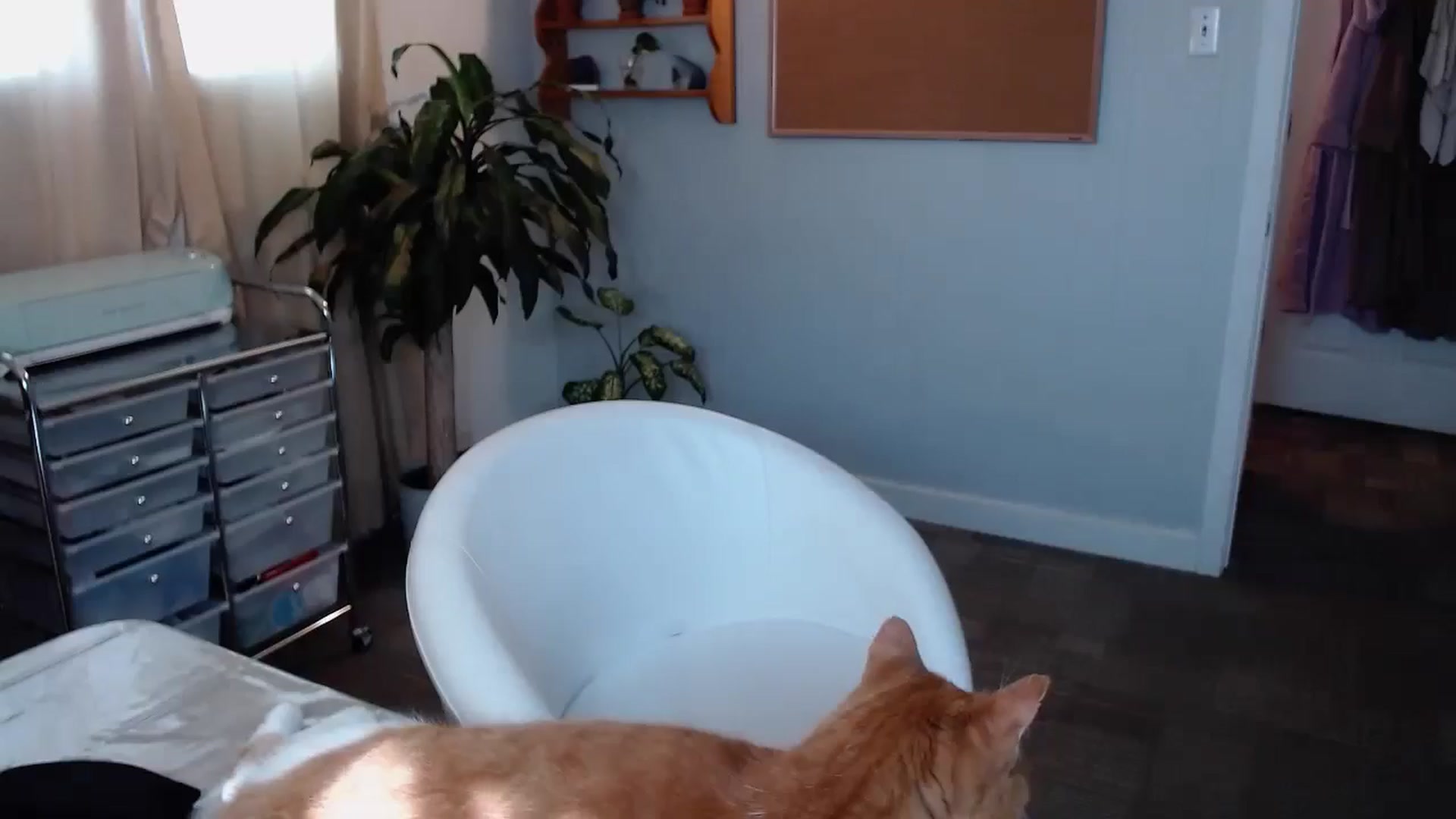 Gallery image thumbnail from KellyHeart's myfreecams stream on, 07/31/2024, 17:04 image 2 of 20