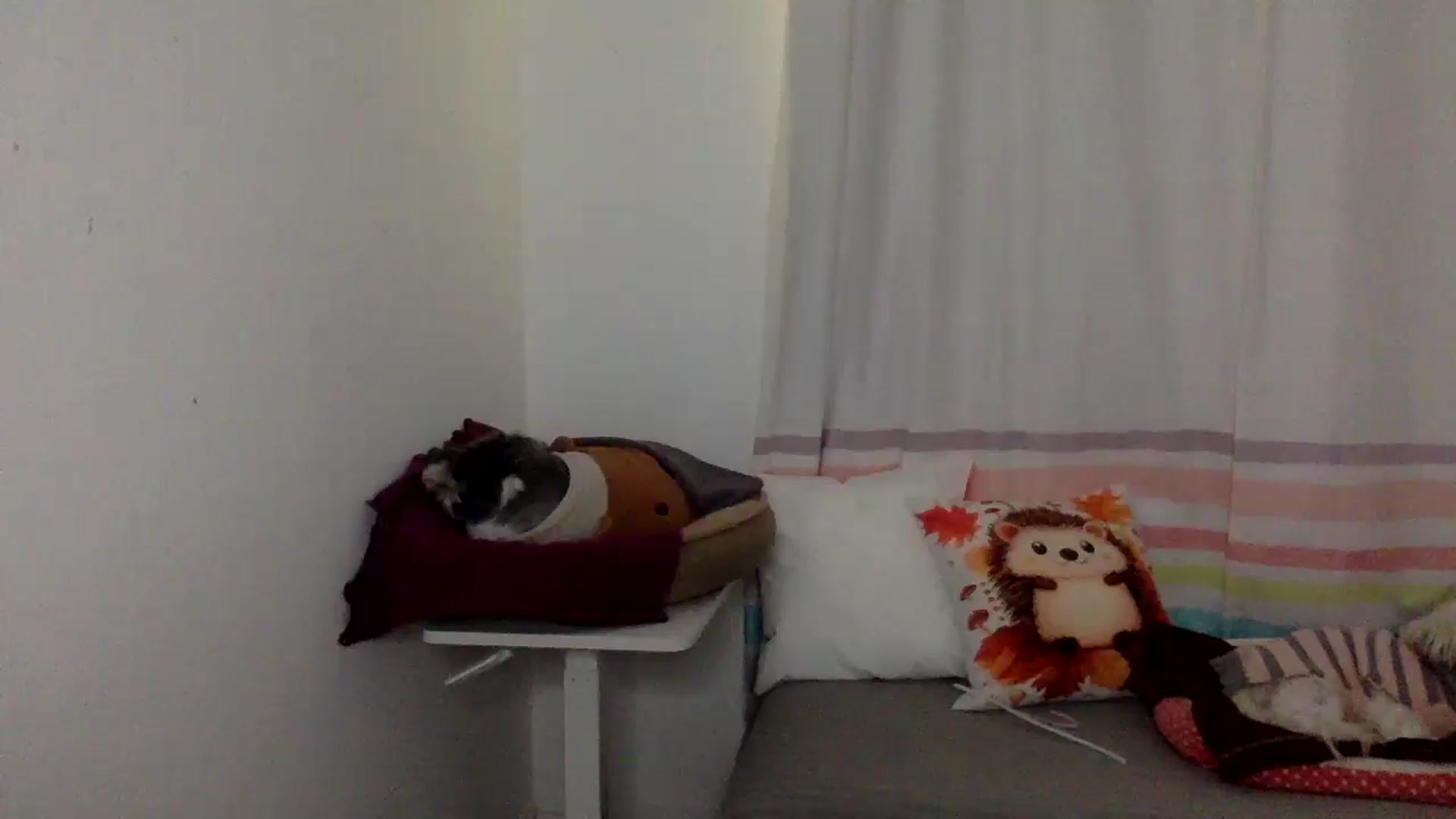 Gallery image thumbnail from Khlovember's myfreecams stream on, 11/06/2025, 15:58 image 3 of 20
