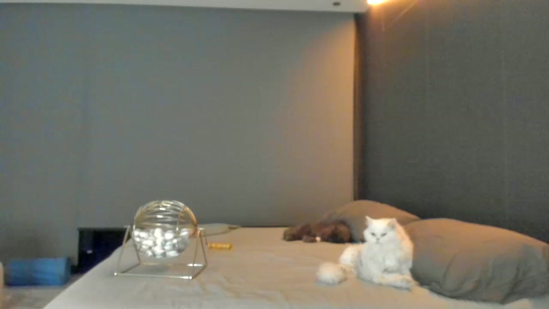 Gallery image thumbnail from Kimtylor_'s myfreecams stream on, 03/25/2023, 05:34 image 4 of 20