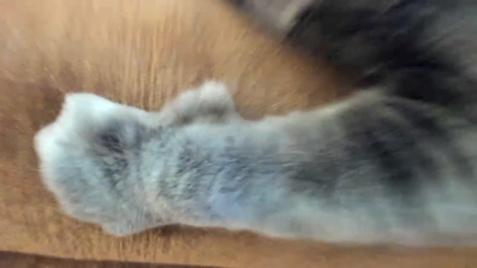 Gallery image thumbnail from KissingHigh's myfreecams stream on, 02/26/2023, 18:53 image 9 of 20