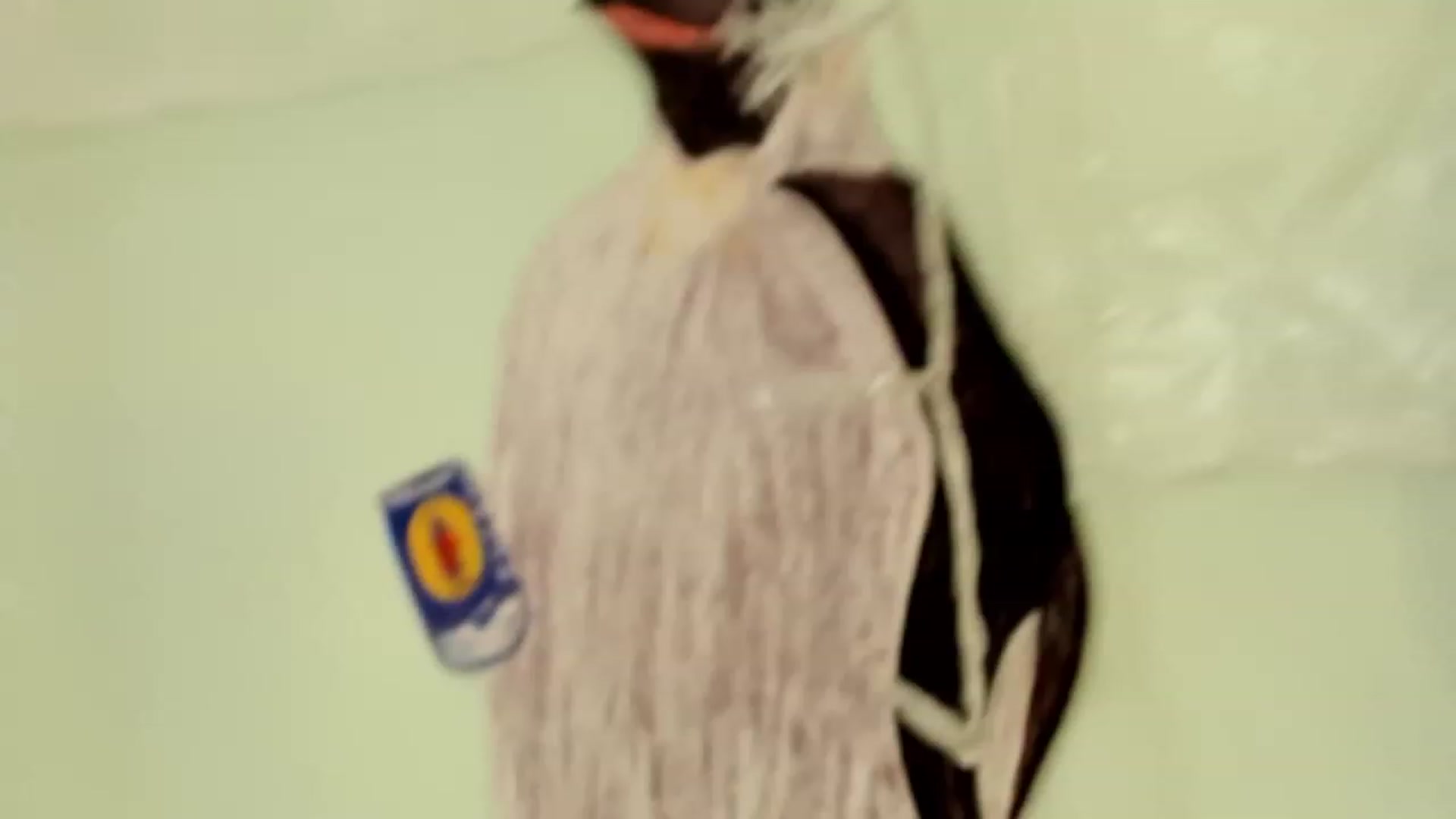 Gallery image thumbnail from KissingHigh's myfreecams stream on, 01/16/2024, 22:46 image 9 of 20