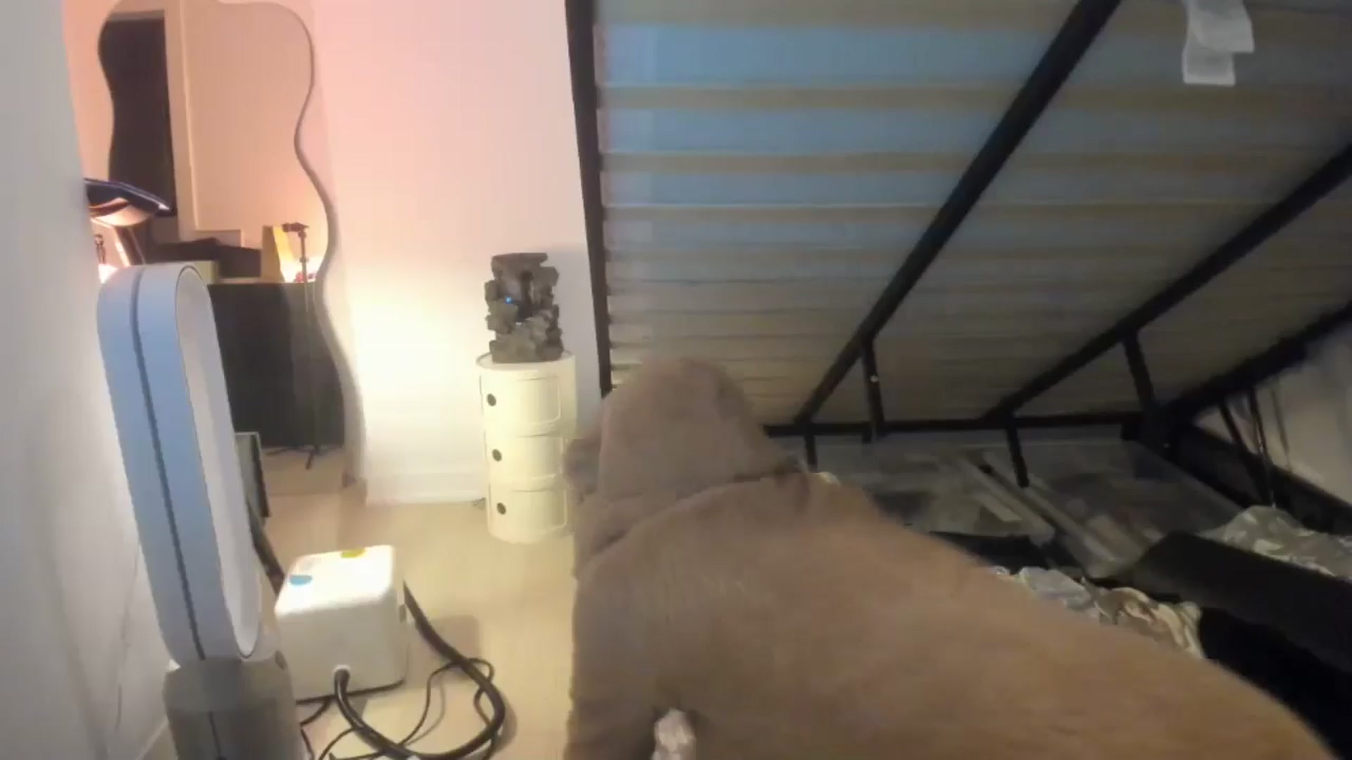 Gallery image thumbnail from Kittenxcam's myfreecams stream on, 11/12/2024, 09:38 image 12 of 20