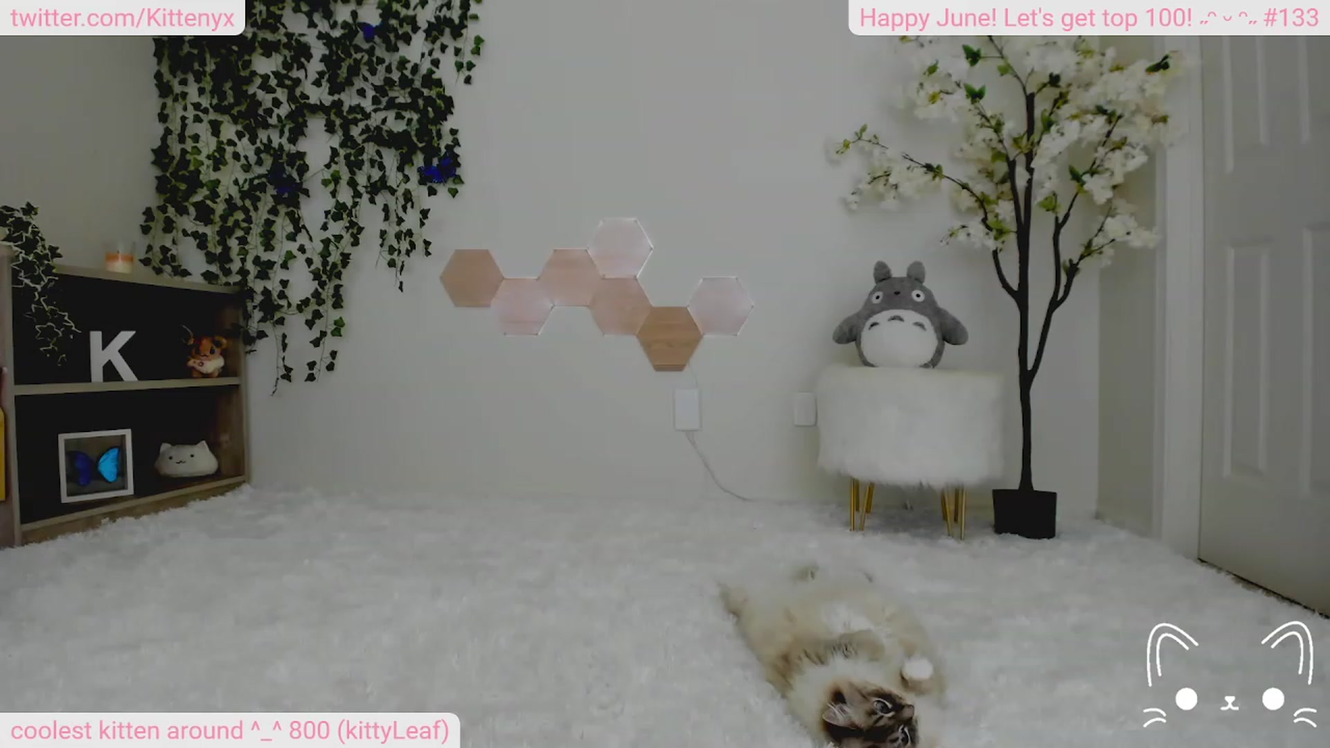 Gallery image thumbnail from Kittenyx's myfreecams stream on, 06/23/2023, 06:00 image 6 of 20