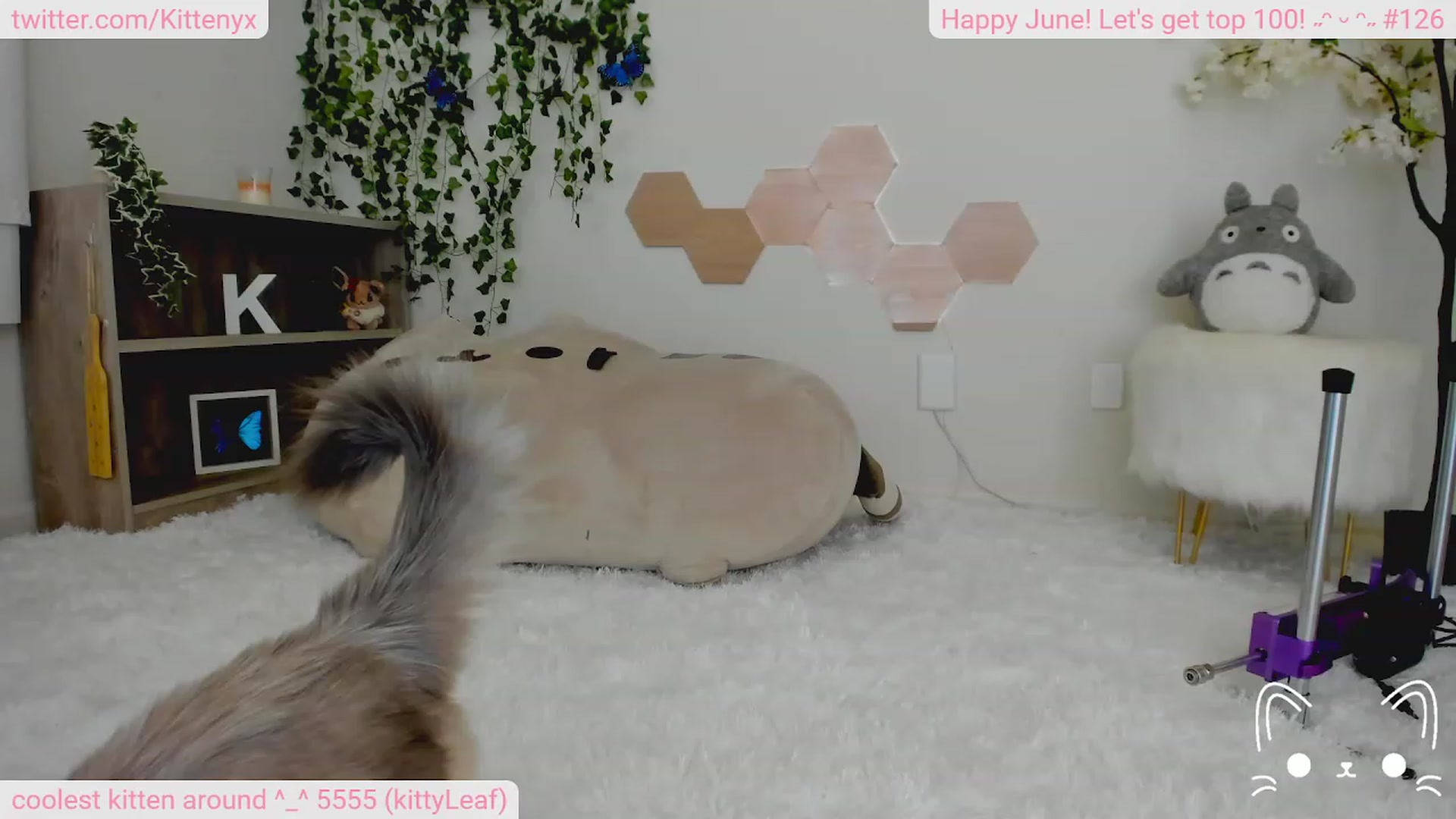 Gallery image thumbnail from Kittenyx's myfreecams stream on, 06/24/2023, 05:37 image 16 of 20