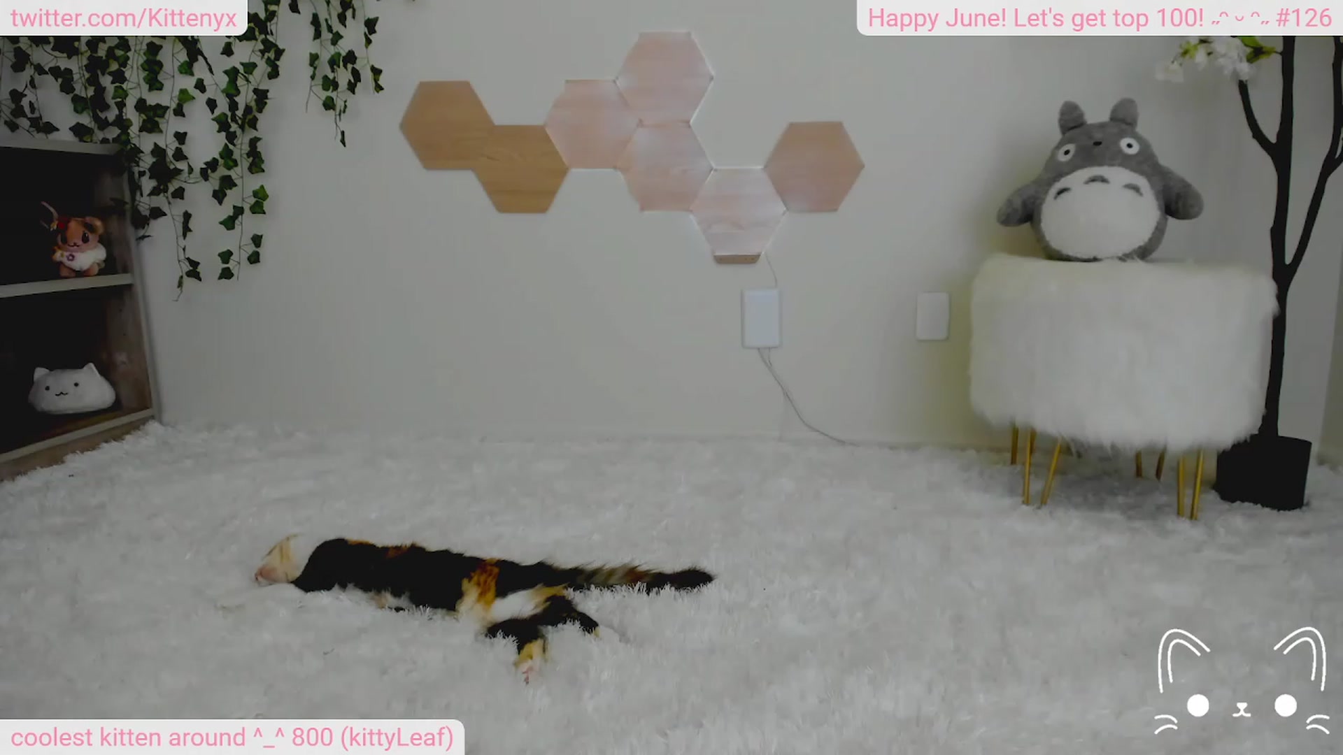 Gallery image thumbnail from Kittenyx's myfreecams stream on, 06/25/2023, 05:20 image 15 of 20