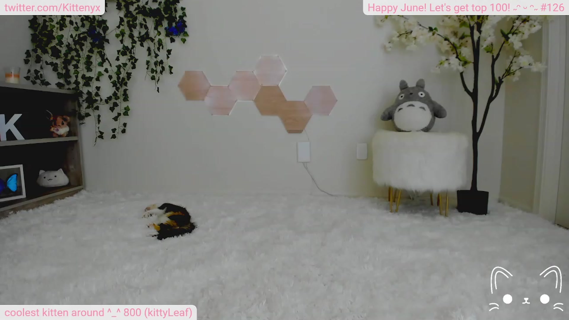 Gallery image thumbnail from Kittenyx's myfreecams stream on, 06/25/2023, 06:36 image 6 of 20